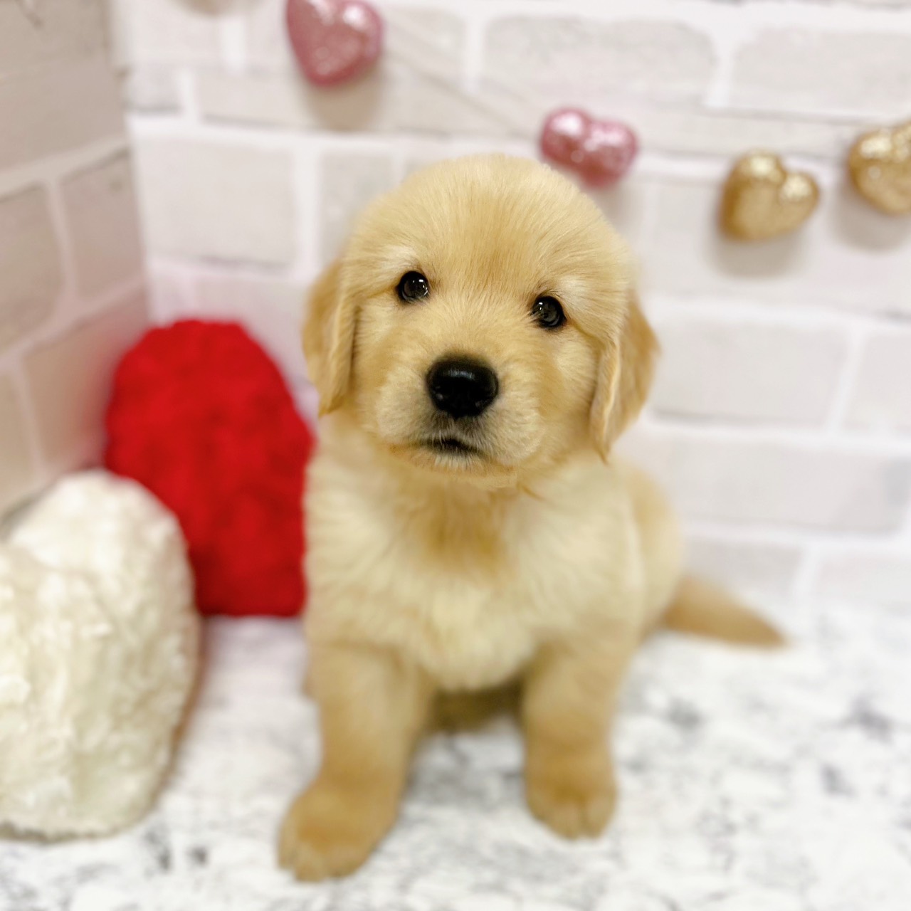 京都府のゴールデンレトリバー (犬の家＆猫の里京都精華店/2025年8月21日生まれ/男の子/ゴールデン)の子犬の4枚目の画像