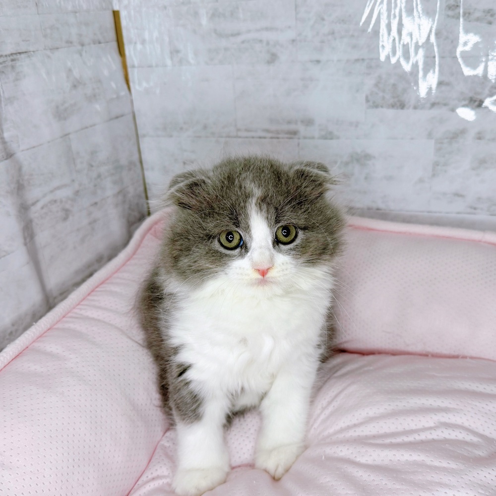 愛知県のスコティッシュフォールド (犬の家＆猫の里一宮店/2025年8月20日生まれ/男の子/ブルータビーホワイト)の子猫の1枚目の画像