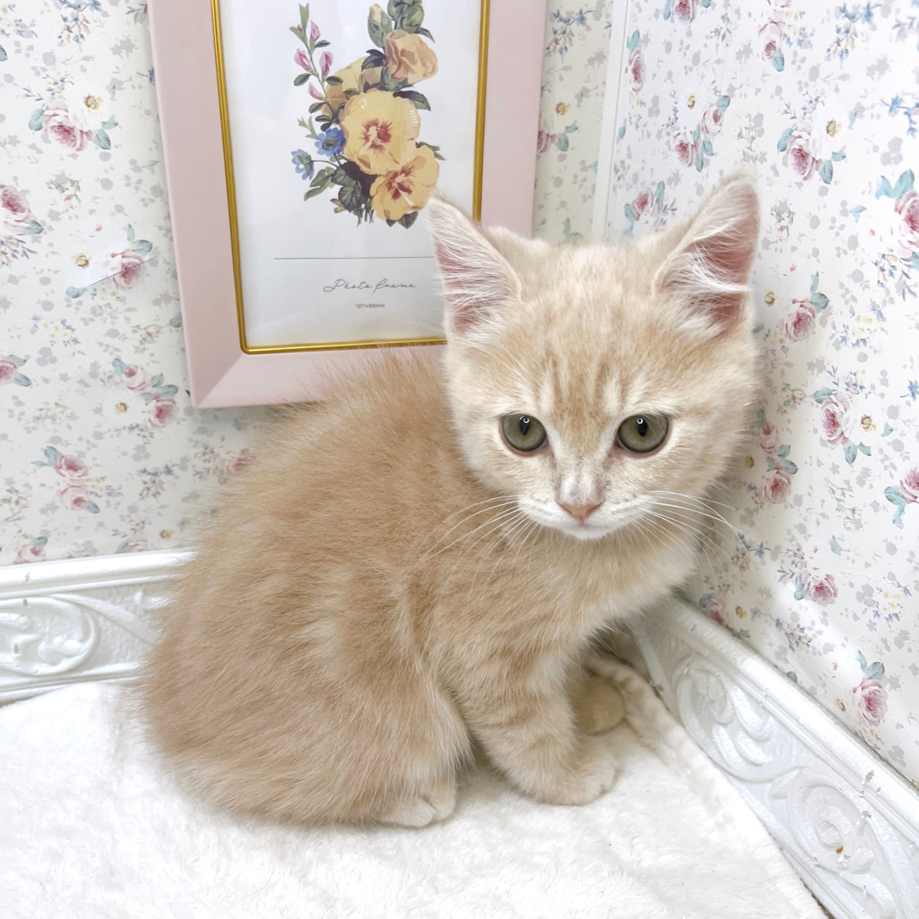 石川県のスコティッシュストレート (犬の家＆猫の里アミーゴ金沢有松店/2025年8月20日生まれ/男の子/クリームタビー)の子猫の4枚目の画像