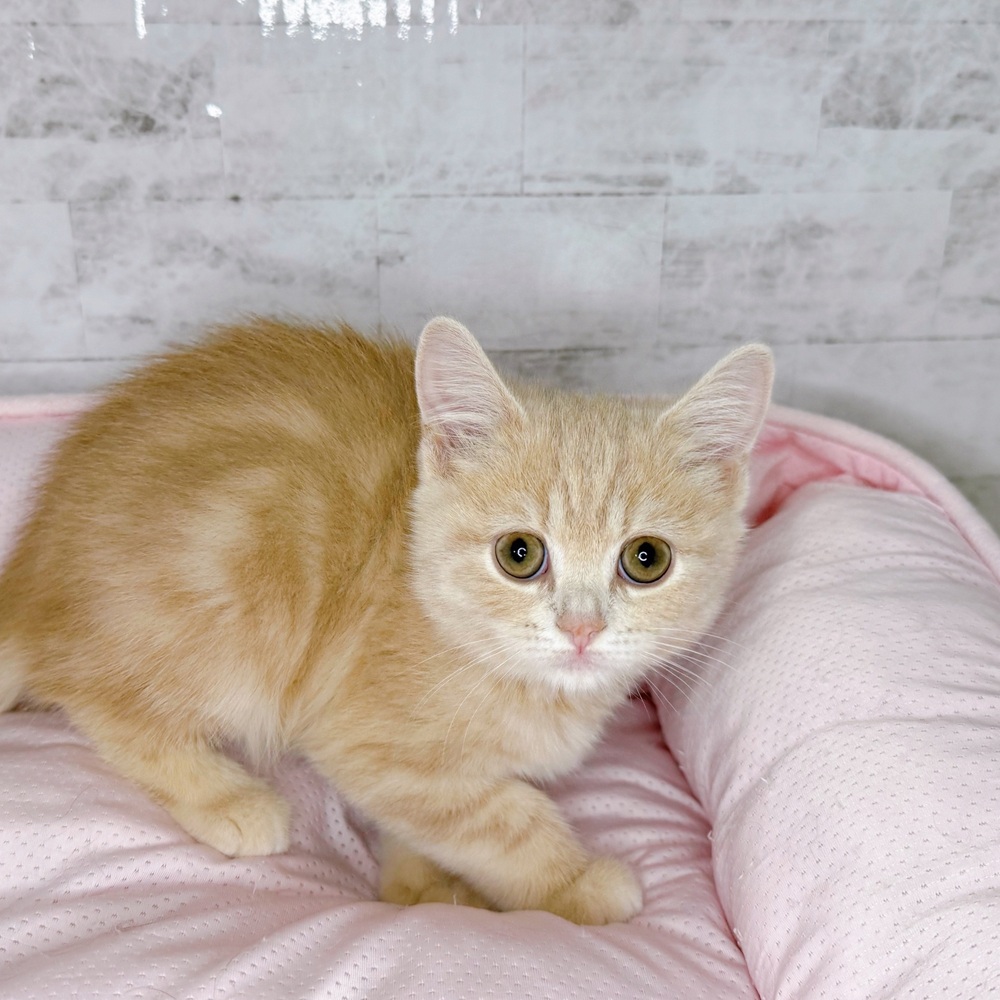 長野県のスコティッシュストレート (犬の家＆猫の里塩尻店/2025年8月20日生まれ/女の子/クリームタビー)の子猫の1枚目の画像