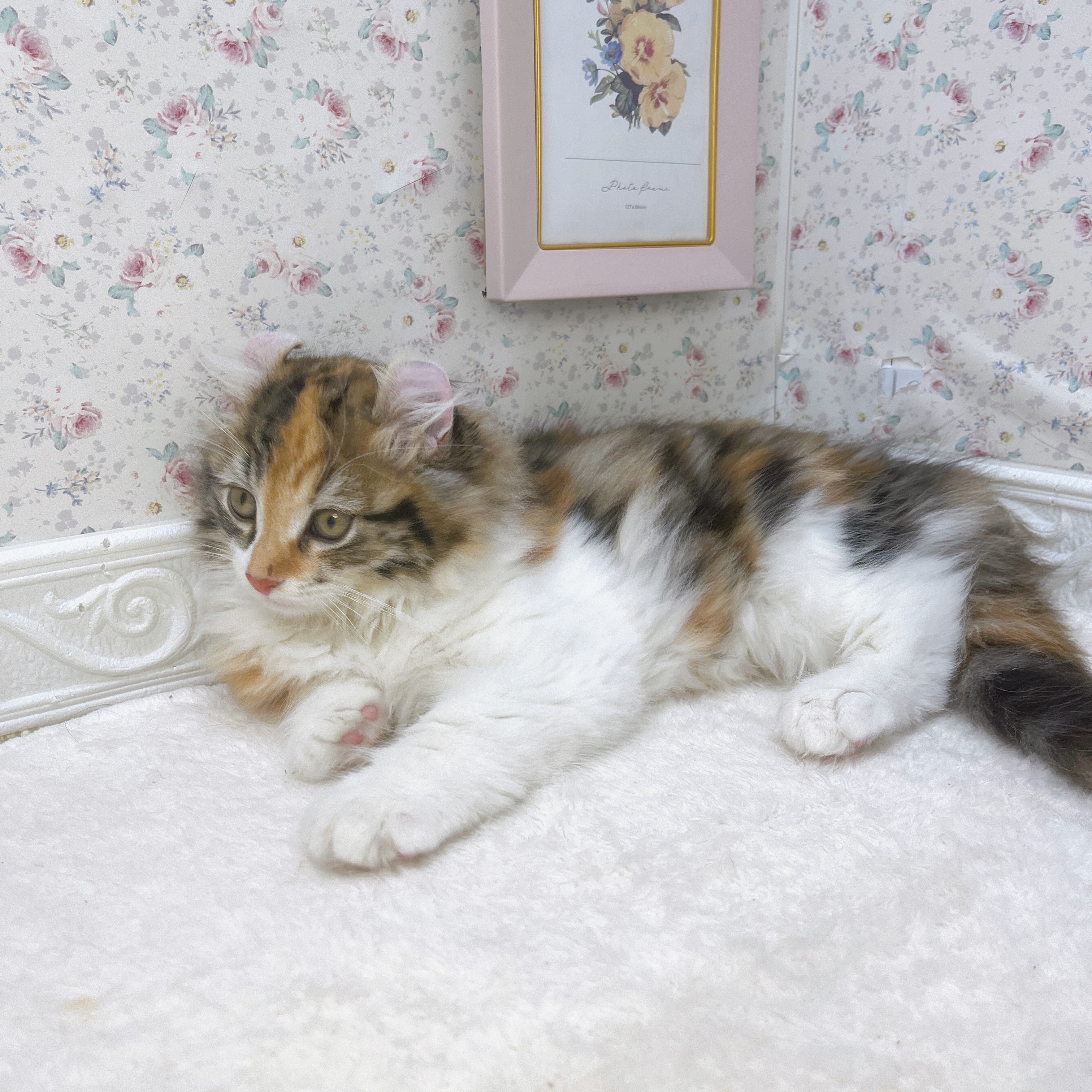 石川県のアメリカンカール (犬の家＆猫の里アミーゴ金沢有松店/2025年8月21日生まれ/女の子/ブラウンパッチドタビーホワイト)の子猫の4枚目の画像