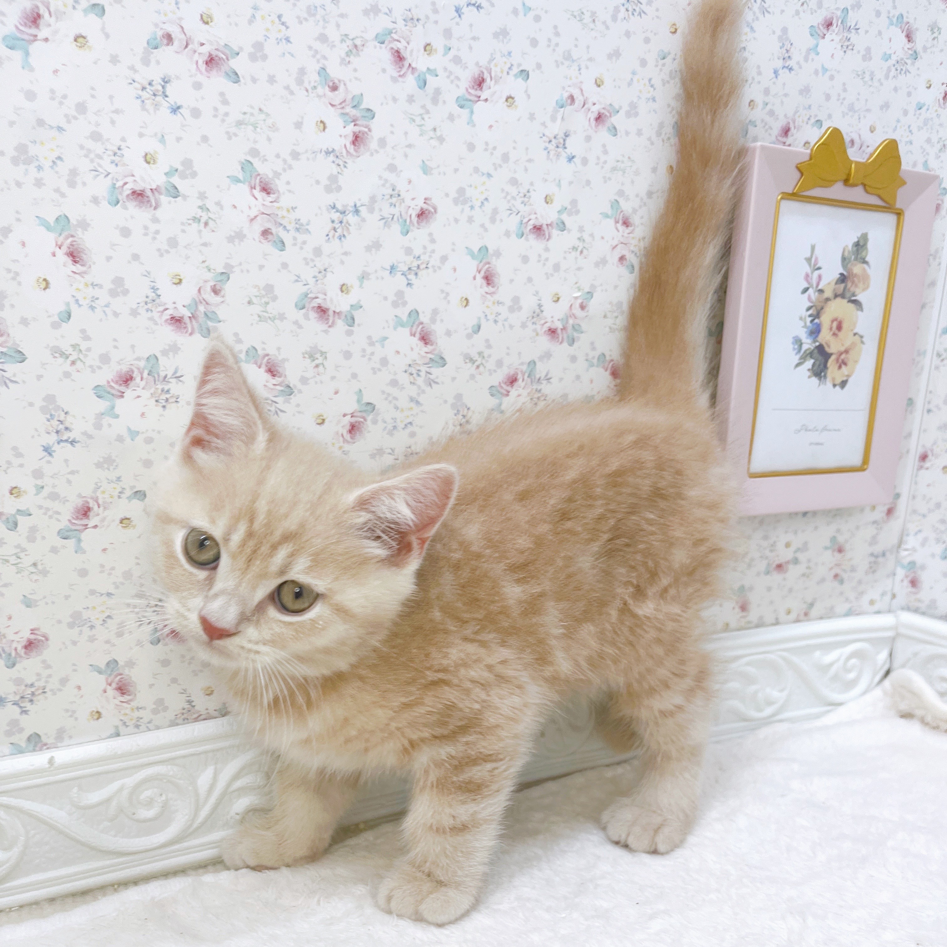 石川県のマンチカン (犬の家＆猫の里アミーゴ金沢有松店/2025年8月20日生まれ/男の子/クリームタビー)の子猫の4枚目の画像