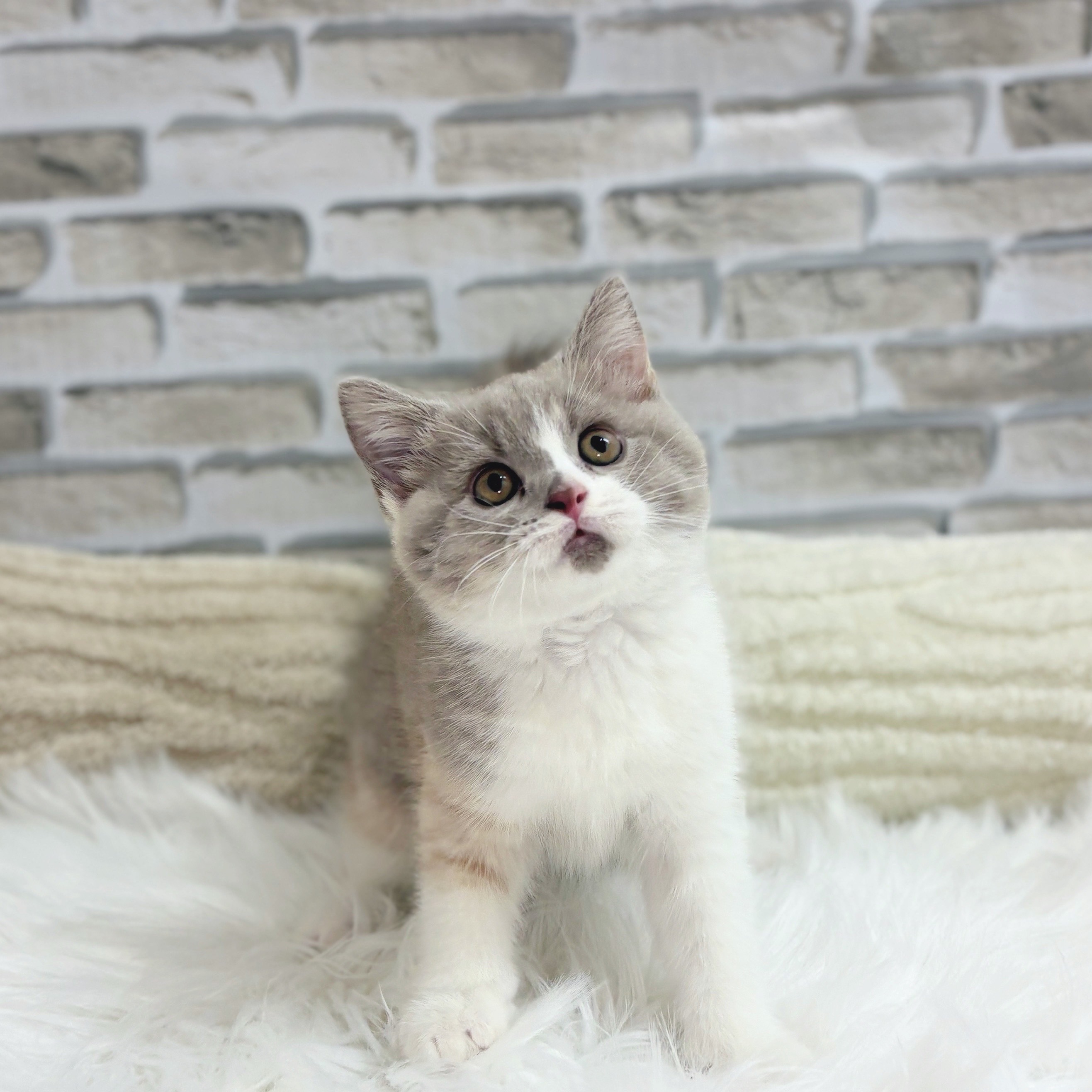 神奈川県のブリティッシュショートヘアー (犬の家&猫の里モザイクモール港北店/2025年8月8日生まれ/女の子/ライラッククリーム&ホワイト)の子猫の4枚目の画像