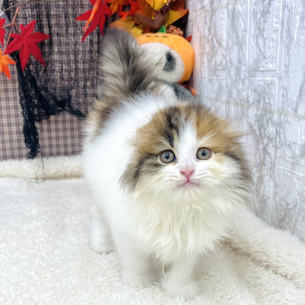 愛知県のスコティッシュフォールド (犬の家&猫の里エアポートウォーク店/2025年8月21日生まれ/女の子/ブラウンパッチドタビーホワイト)の子猫の4枚目の画像