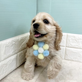 静岡県のアメリカンコッカースパニエル (犬の家＆猫の里マークイズ静岡店/2025年8月19日生まれ/男の子/バフ)の子犬の4枚目の画像