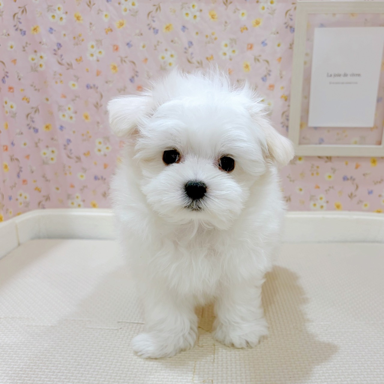 石川県のマルチーズ (犬の家＆猫の里金沢店/2025年8月22日生まれ/男の子/ホワイト)の子犬の1枚目の画像