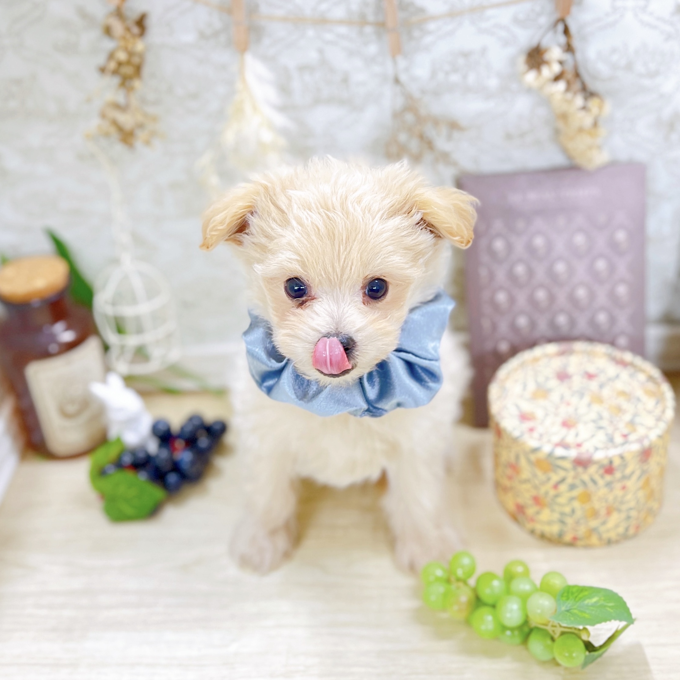 福井県のポメプー(ポメラニアン×プードル) (犬の家＆猫の里アミーゴ福井大和田店/2025年8月22日生まれ/男の子/クリーム)の子犬の4枚目の画像