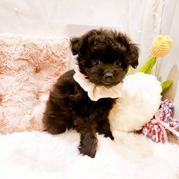 福井県のポメプー(ポメラニアン×プードル) (犬の家＆猫の里福井店/2025年8月22日生まれ/女の子/ブラック)の子犬の4枚目の画像