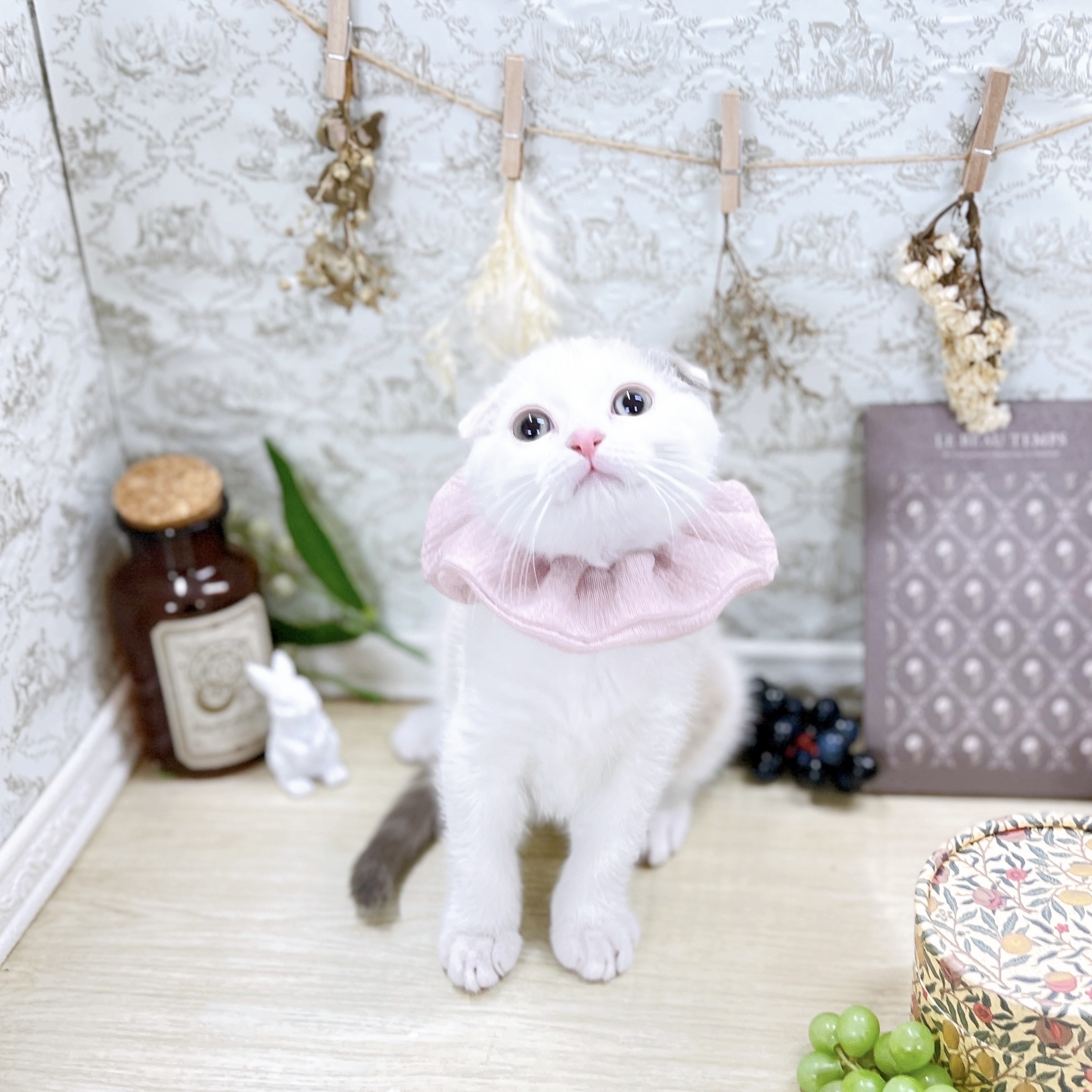 福井県のスコティッシュフォールド (犬の家＆猫の里アミーゴ福井大和田店/2025年8月20日生まれ/女の子/シールリンクスポイントホワイト)の子猫の4枚目の画像