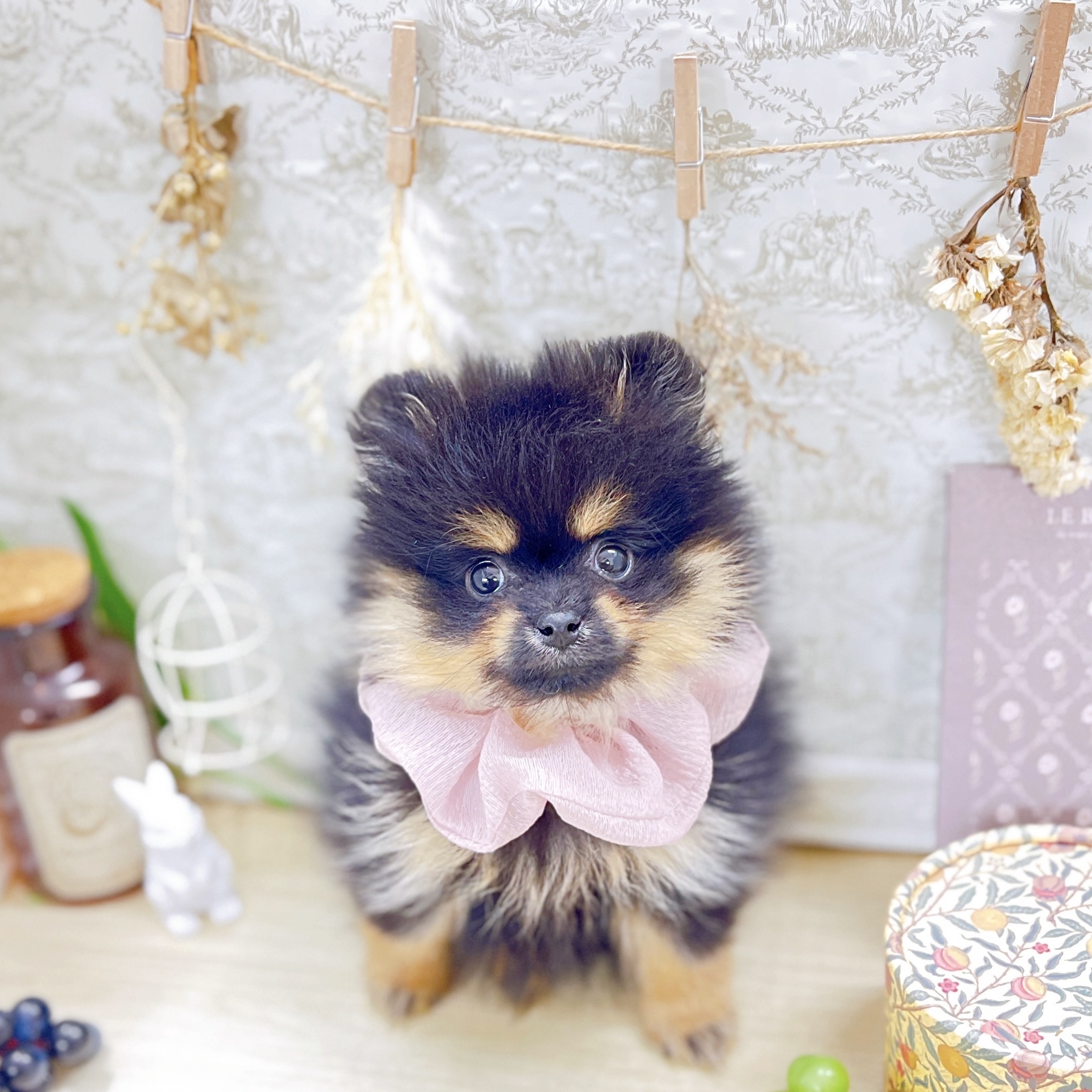 福井県のポメラニアン (犬の家＆猫の里アミーゴ福井大和田店/2025年8月13日生まれ/女の子/ブラックタン)の子犬の4枚目の画像