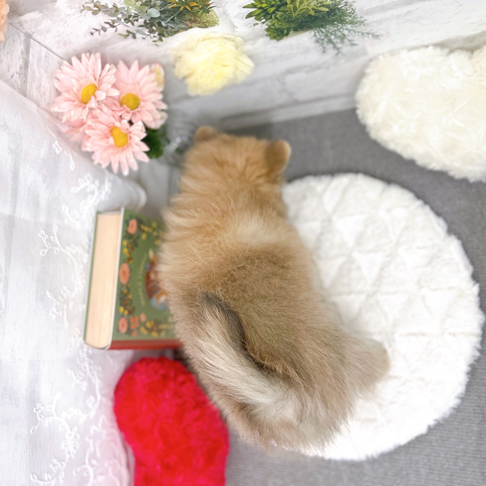 京都府のポメチワ/チワポメ/ポメチー(ポメラニアン×チワワ) (犬の家＆猫の里京都樟葉店/2025年8月19日生まれ/男の子/フォーン)の子犬の4枚目の画像