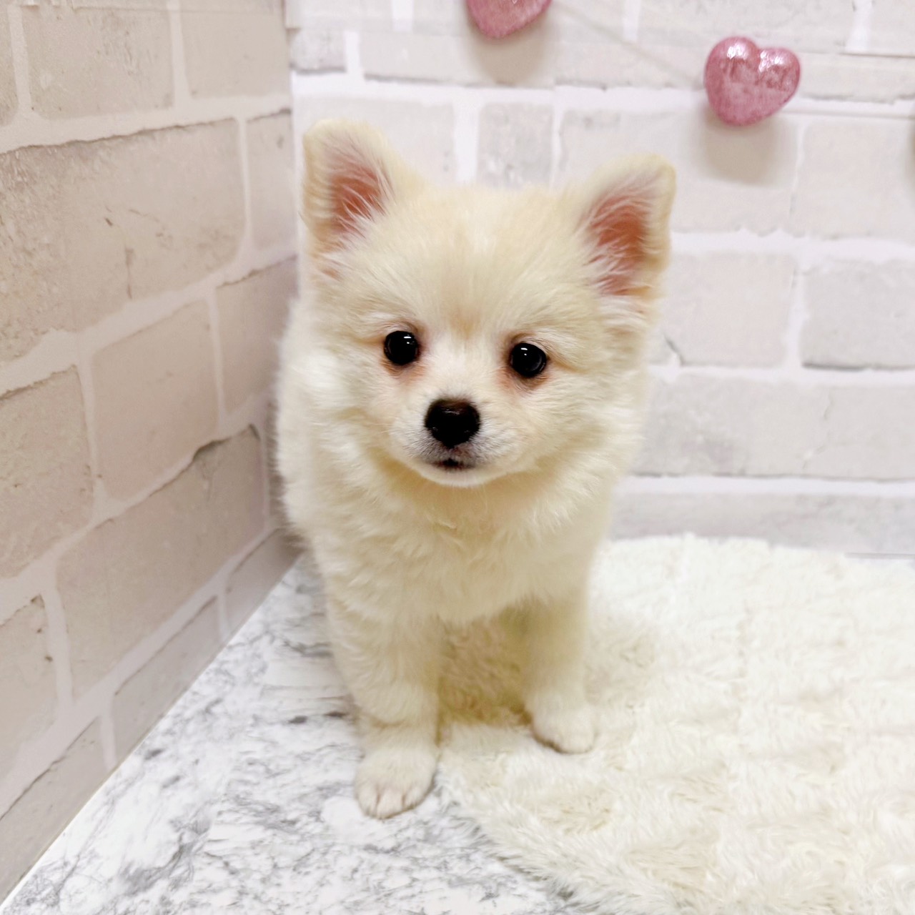 京都府のポメチワ/チワポメ/ポメチー(ポメラニアン×チワワ) (犬の家&猫の里京都精華店/2025年8月19日生まれ/女の子/クリームホワイト)の子犬の4枚目の画像