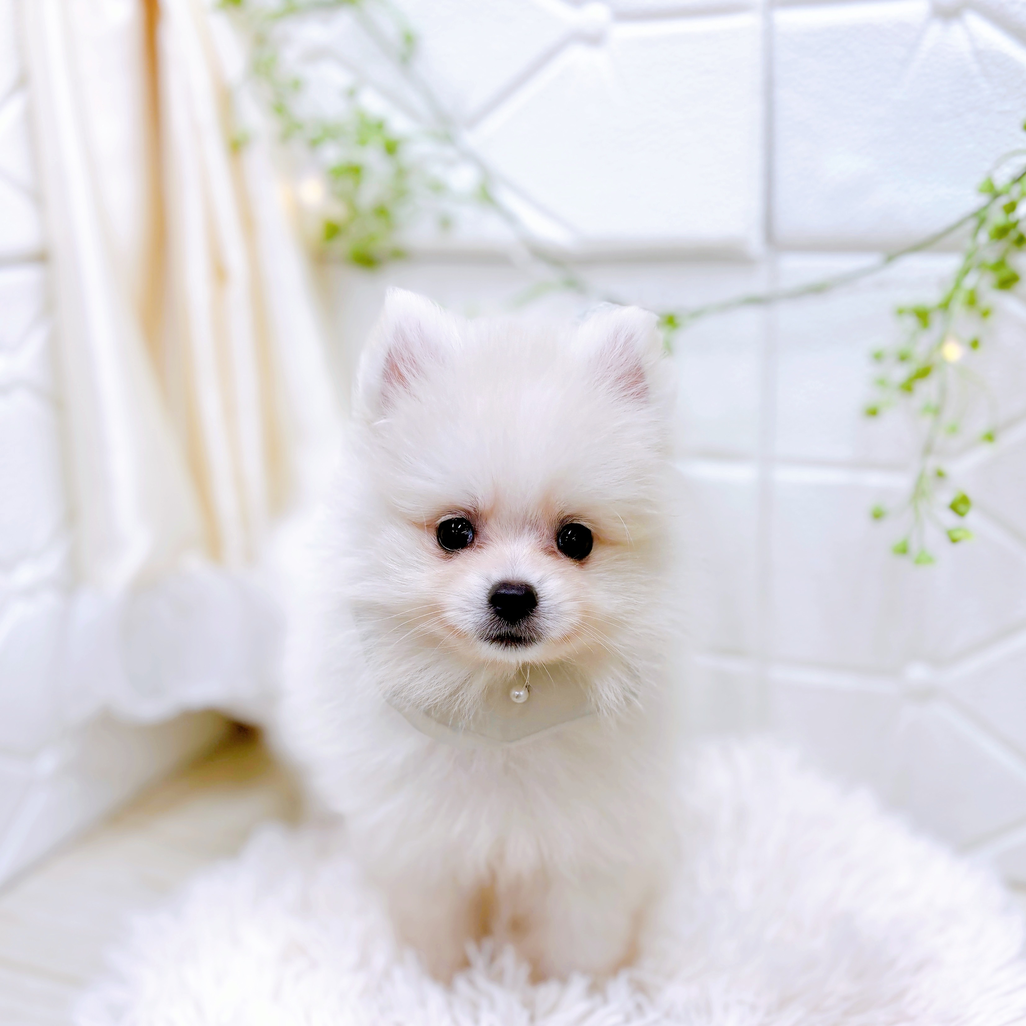 福井県のポメラニアン (犬の家＆猫の里アミーゴ福井店/2025年8月22日生まれ/男の子/クリーム)の子犬の4枚目の画像