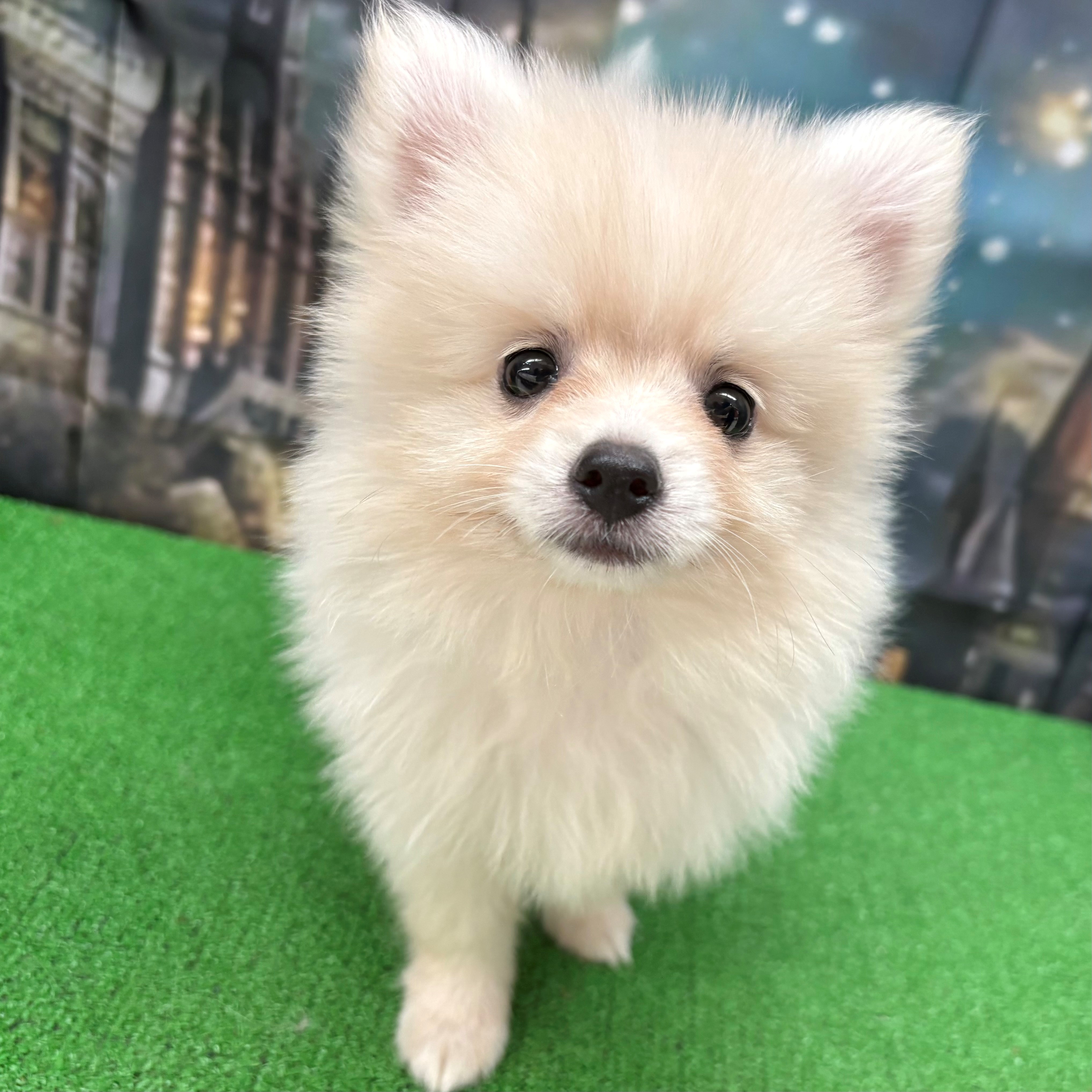 愛知県のポメラニアン (犬の家＆猫の里名古屋天白店/2025年8月22日生まれ/男の子/クリーム)の子犬の4枚目の画像