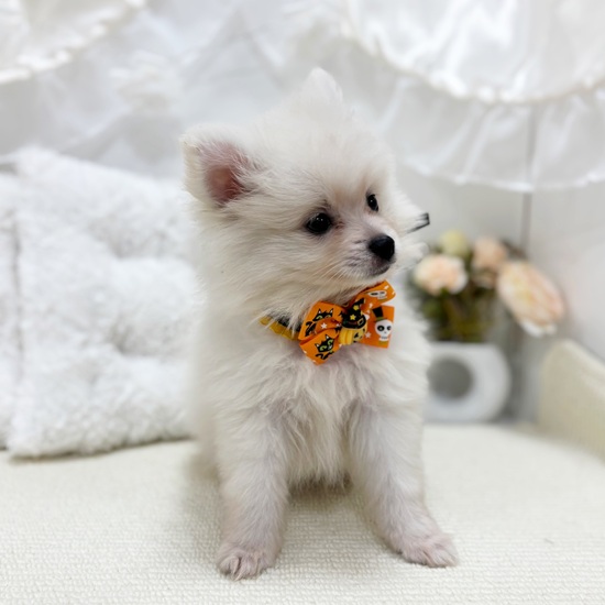 岐阜県のポメラニアン (犬の家＆猫の里カラフルタウン岐阜店/2025年8月22日生まれ/女の子/クリーム)の子犬の4枚目の画像