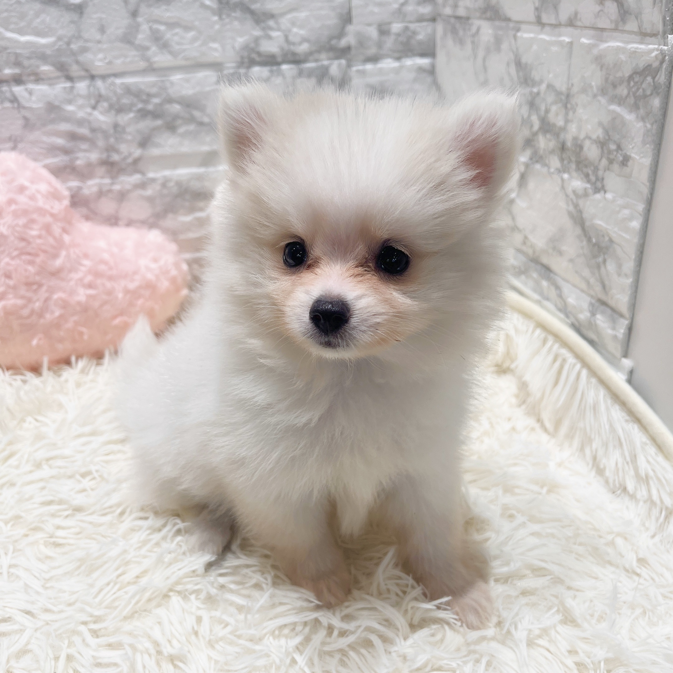 愛知県のポメラニアン (犬の家＆猫の里MiO香久山店/2025年8月22日生まれ/女の子/ホワイトクリーム)の子犬の4枚目の画像