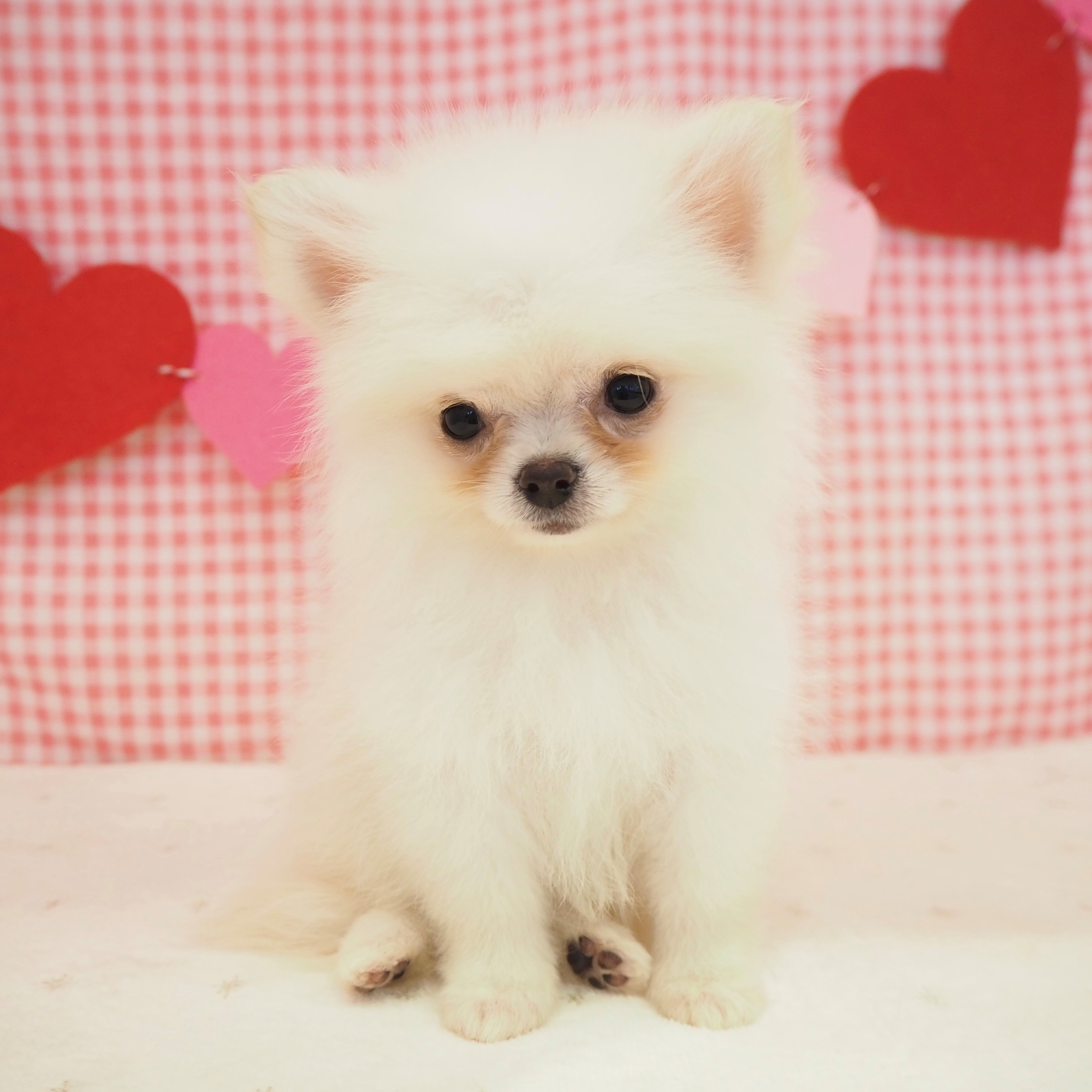 大阪府のポメチワ/チワポメ/ポメチー(ポメラニアン×チワワ) (犬の家＆猫の里もりのみやキューズモールBASE店/2025年8月9日生まれ/女の子/クリーム)の子犬の4枚目の画像