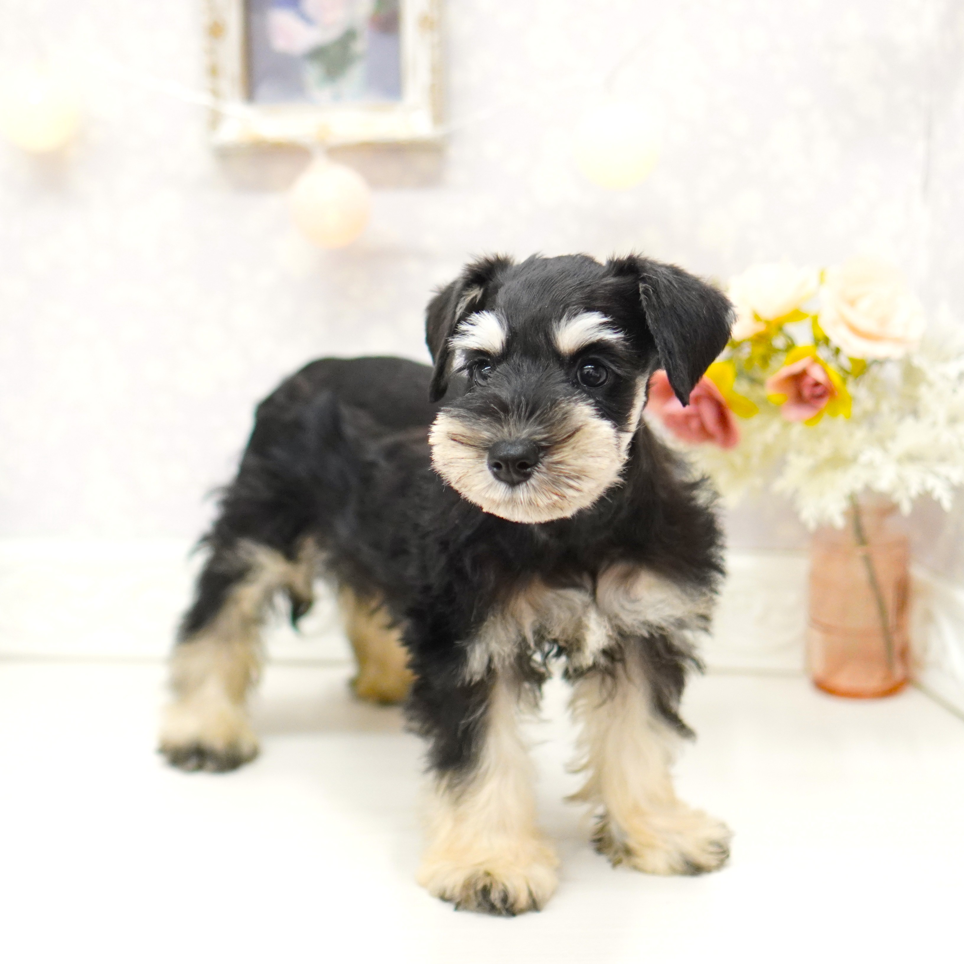 富山県のミニチュアシュナウザー (犬の家＆猫の里アミーゴ山室店/2025年8月22日生まれ/女の子/ブラックシルバー)の子犬の4枚目の画像