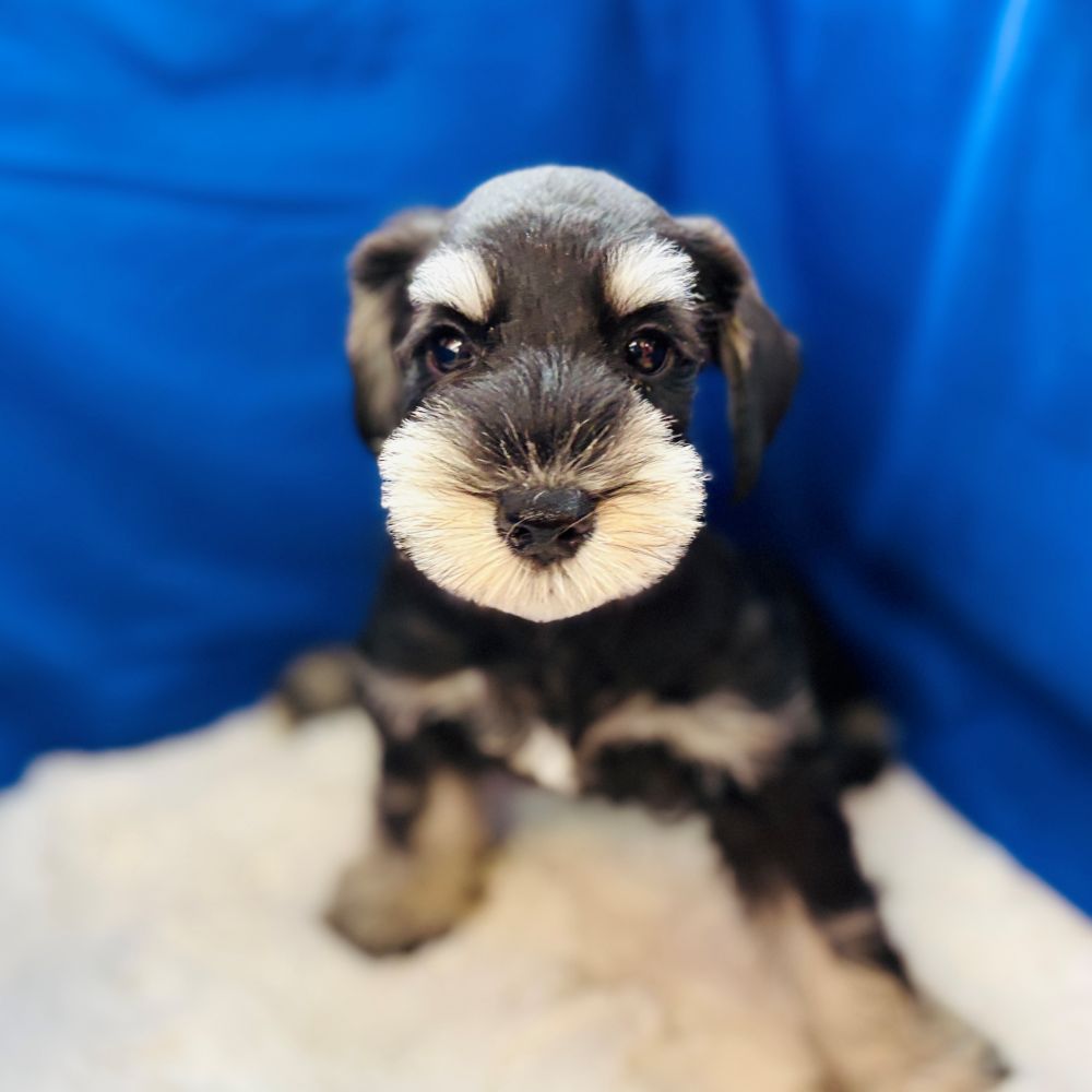 愛知県のミニチュアシュナウザー (犬の家＆猫の里愛知刈谷店/2025年8月22日生まれ/男の子/ブラックシルバー)の子犬の4枚目の画像