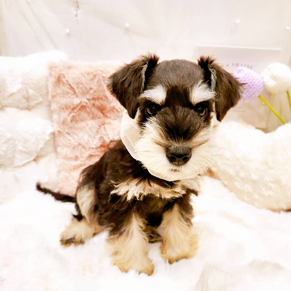 福井県のミニチュアシュナウザー (犬の家＆猫の里福井店/2025年8月22日生まれ/女の子/ブラックシルバー)の子犬の4枚目の画像