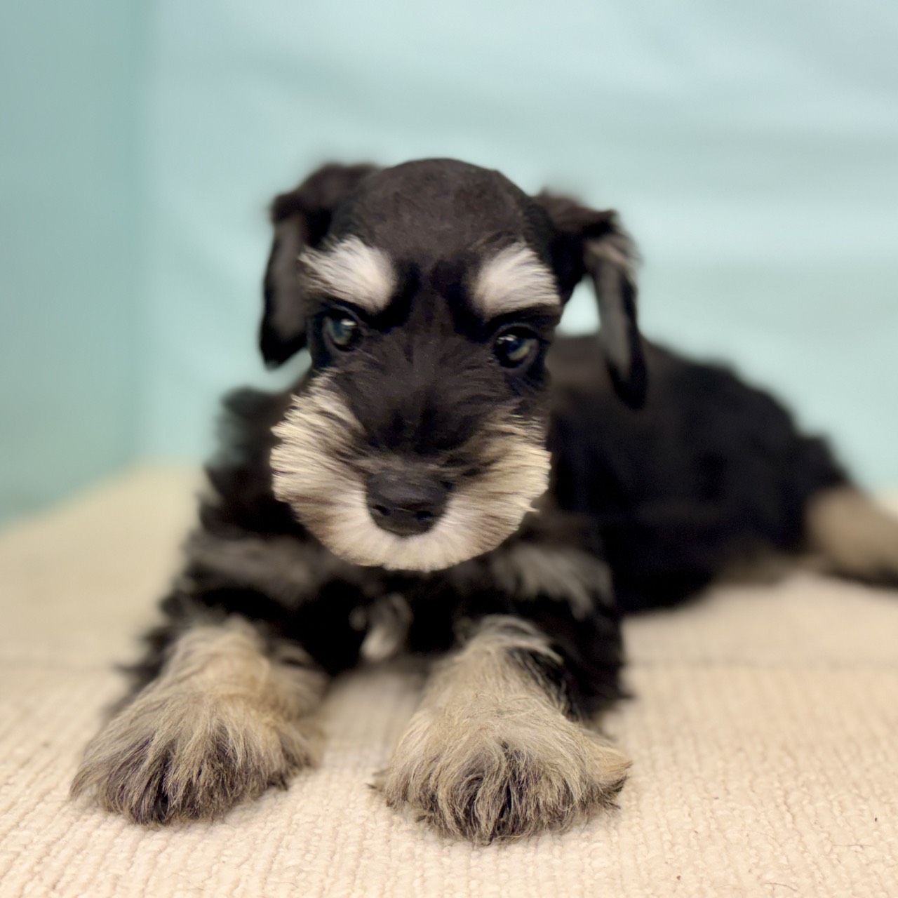 愛知県のミニチュアシュナウザー (犬の家＆猫の里春日井本店/2025年8月22日生まれ/男の子/ブラックシルバー)の子犬の4枚目の画像