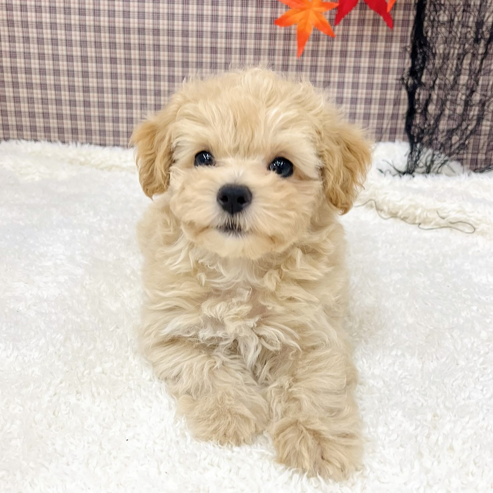愛知県のマルプー(マルチーズ×プードル) (犬の家&猫の里エアポートウォーク店/2025年8月24日生まれ/女の子/クリーム)の子犬の4枚目の画像