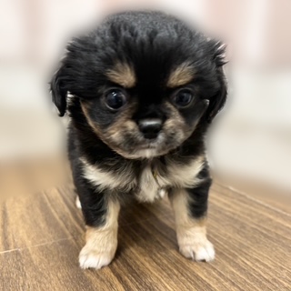 兵庫県のチワペキ/ペキチー/ペキチワ(チワワ×ペキニーズ) (犬の家＆猫の里カナート西神戸店/2025年8月20日生まれ/女の子/ブラックタン)の子犬の4枚目の画像