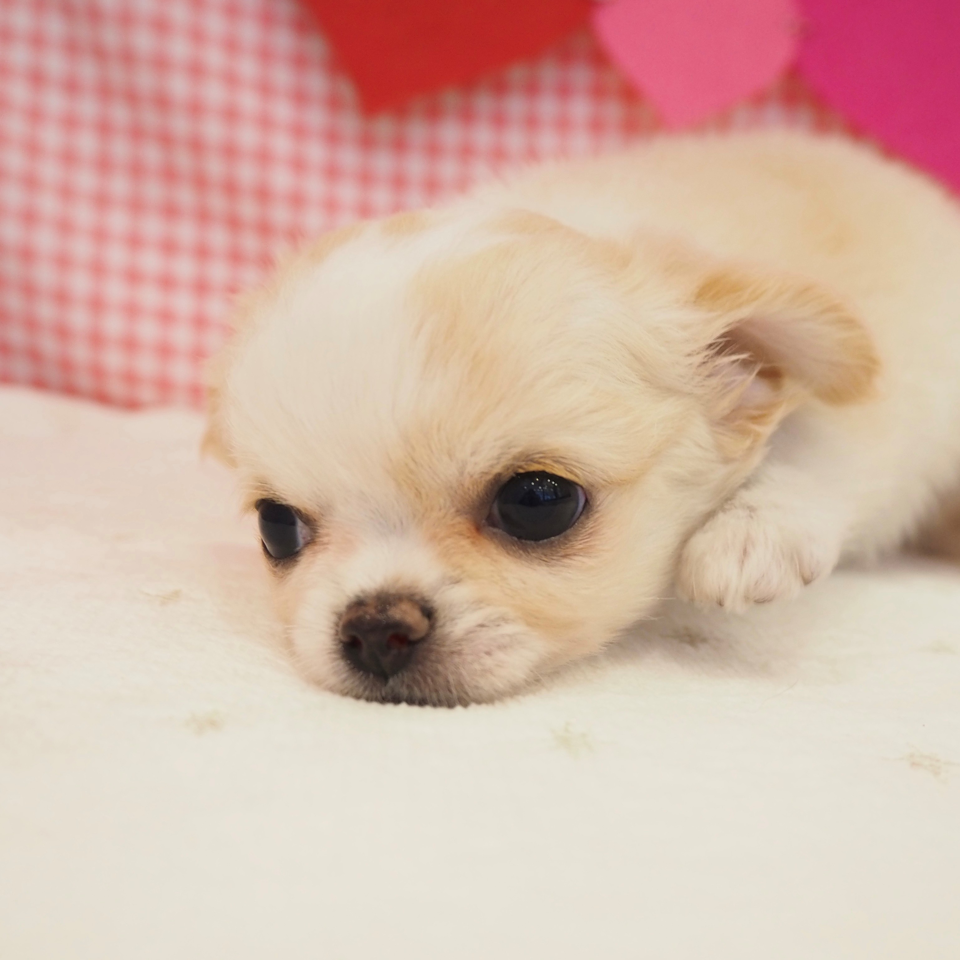 大阪府のチワワ(ロング) (犬の家&猫の里もりのみやキューズモールBASE店/2025年8月23日生まれ/女の子/クリームホワイト)の子犬の4枚目の画像