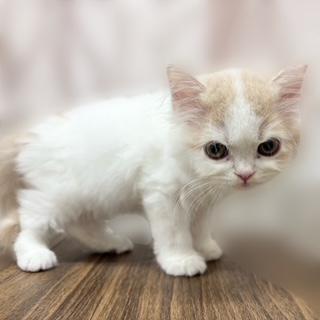 兵庫県のスコティッシュストレート (犬の家＆猫の里カナート西神戸店/2025年8月17日生まれ/男の子/クリームタビーホワイト)の子猫の4枚目の画像