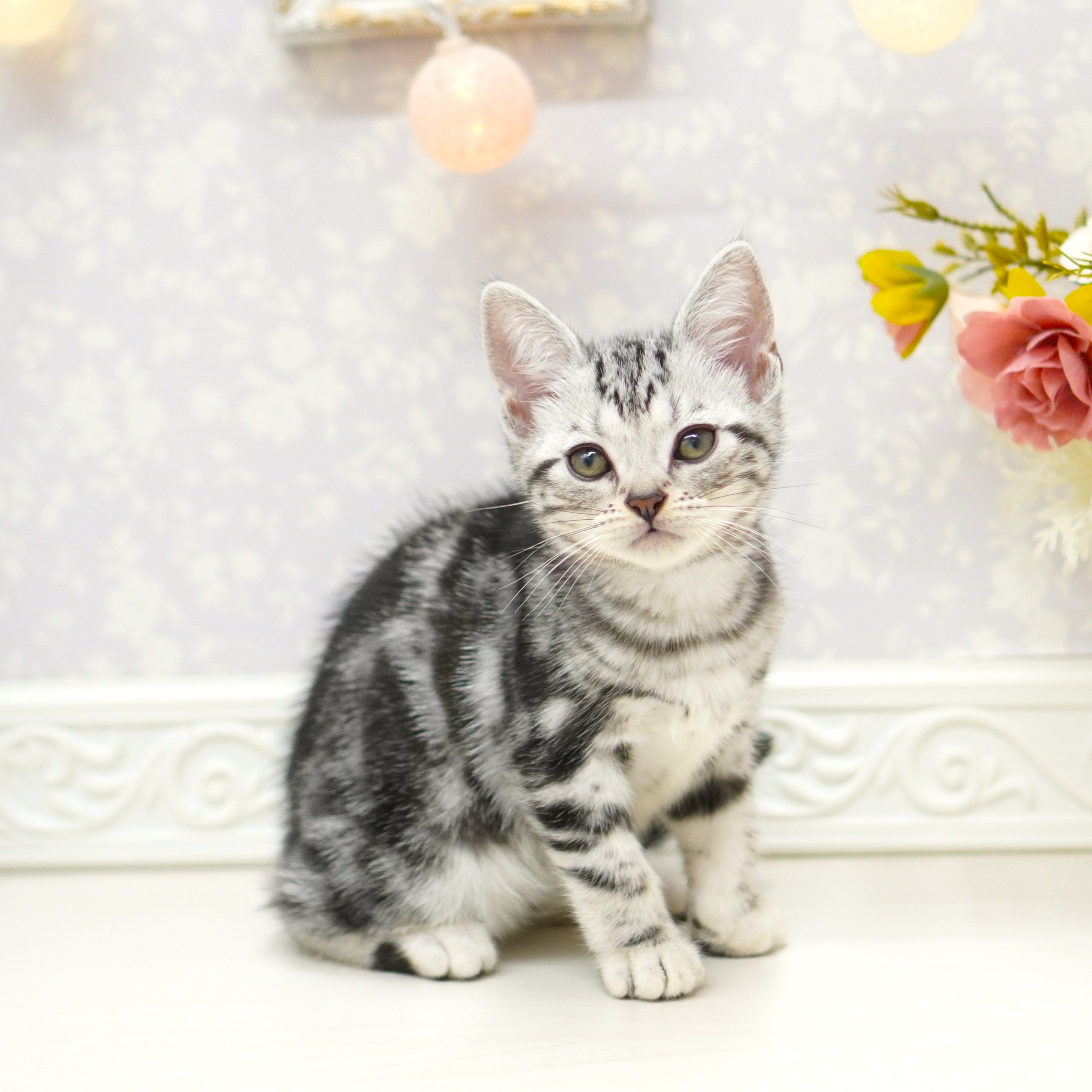 富山県のアメリカンショートヘアー (犬の家＆猫の里アミーゴ山室店/2025年8月24日生まれ/女の子/シルバータビー)の子猫の4枚目の画像