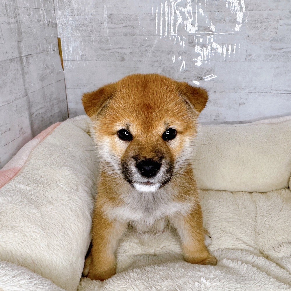 長野県の柴犬(標準サイズ) (犬の家＆猫の里塩尻店/2025年8月22日生まれ/男の子/赤)の子犬の1枚目の画像