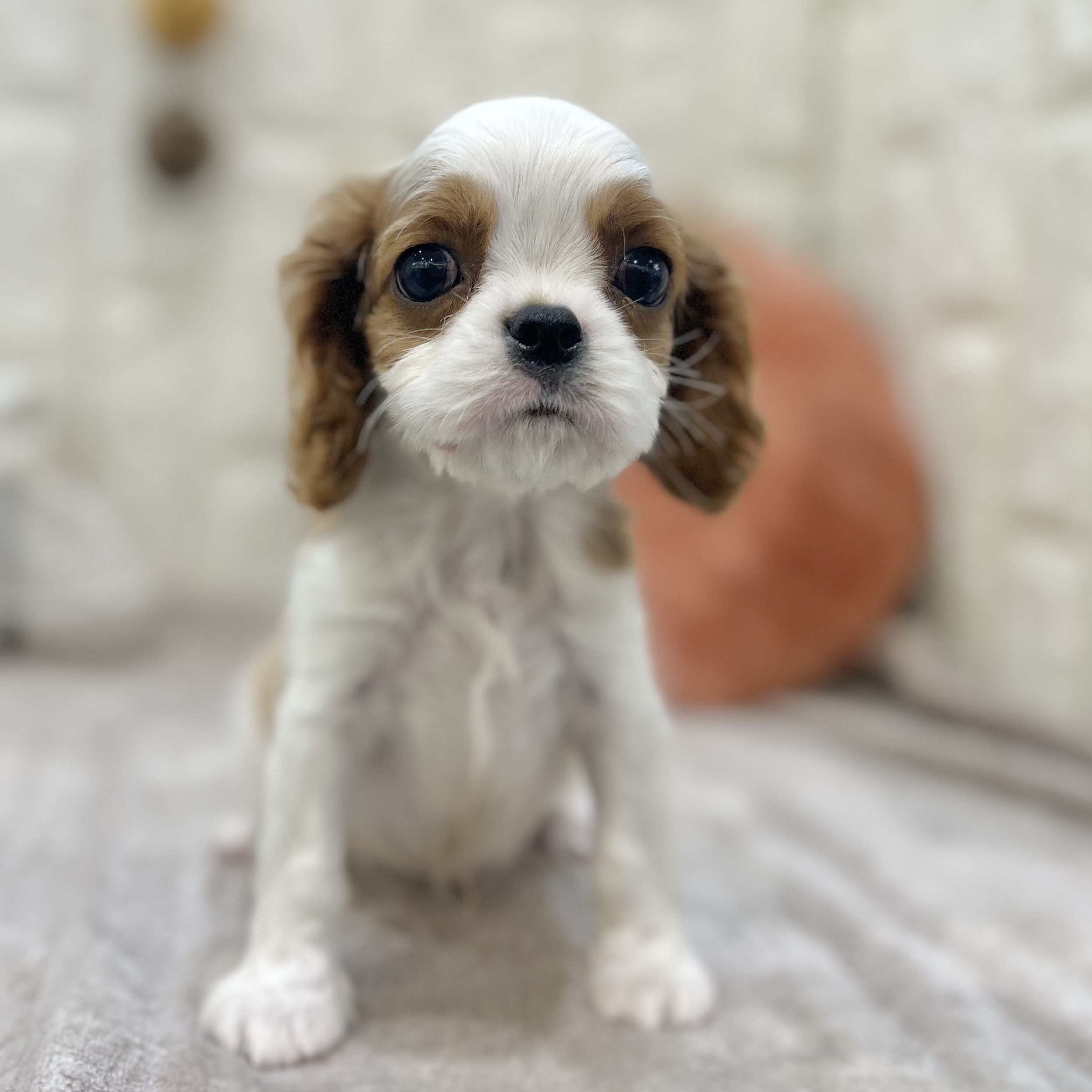 岡山県のキャバリアキングチャールズスパニエル (犬の家＆猫の里倉敷店/2025年8月24日生まれ/男の子/ブレンハイム)の子犬の4枚目の画像
