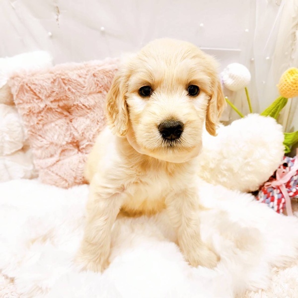 福井県のゴールデンドゥードゥル(ゴールデン×プードル) (犬の家＆猫の里福井店/2025年8月23日生まれ/女の子/クリーム)の子犬の4枚目の画像