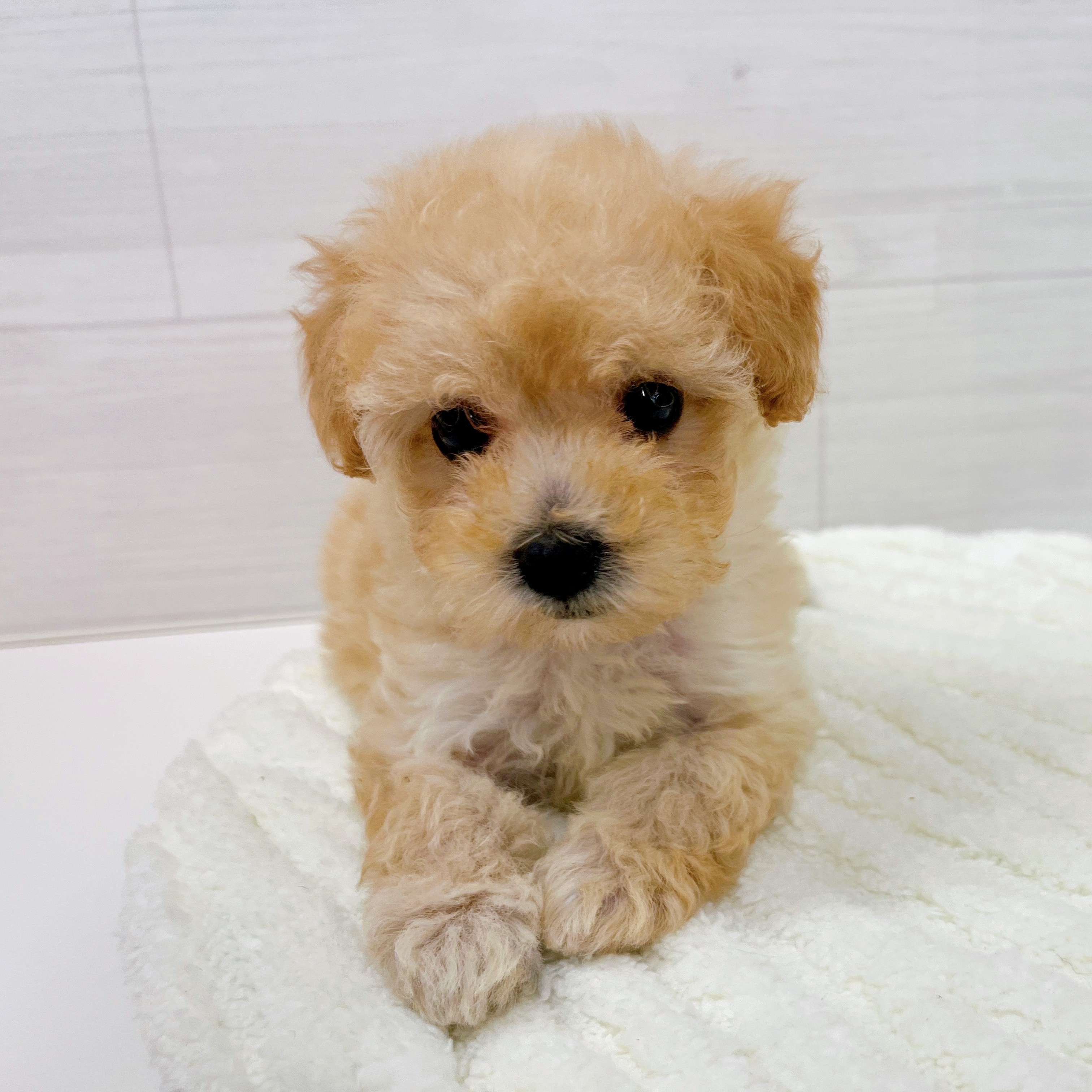 石川県のマルプー(マルチーズ×プードル) (犬の家＆猫の里アミーゴ金沢おこばた店/2025年8月24日生まれ/女の子/アプリコット)の子犬の4枚目の画像