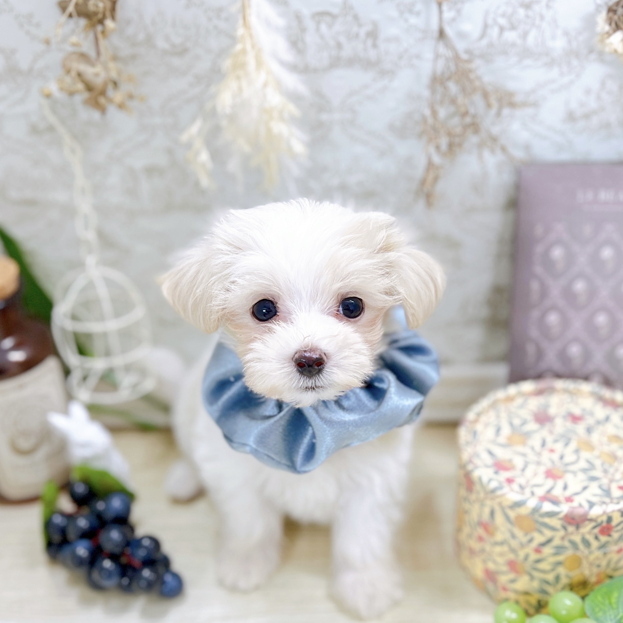 福井県のマルプー(マルチーズ×プードル) (犬の家＆猫の里アミーゴ福井大和田店/2025年8月22日生まれ/男の子/クリーム)の子犬の1枚目の画像