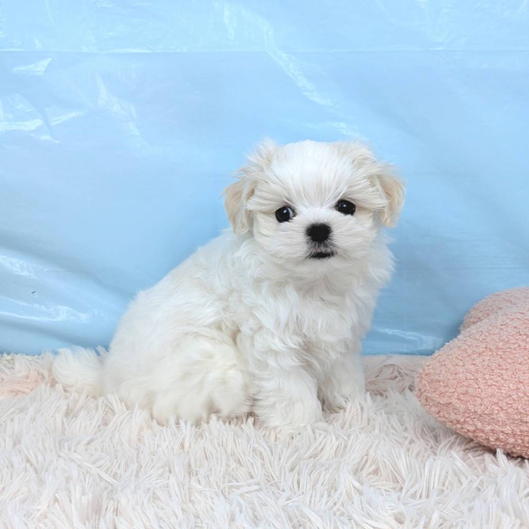 兵庫県のマルチーズ (犬の家＆猫の里川西店/2025年8月23日生まれ/男の子/ホワイト)の子犬の4枚目の画像