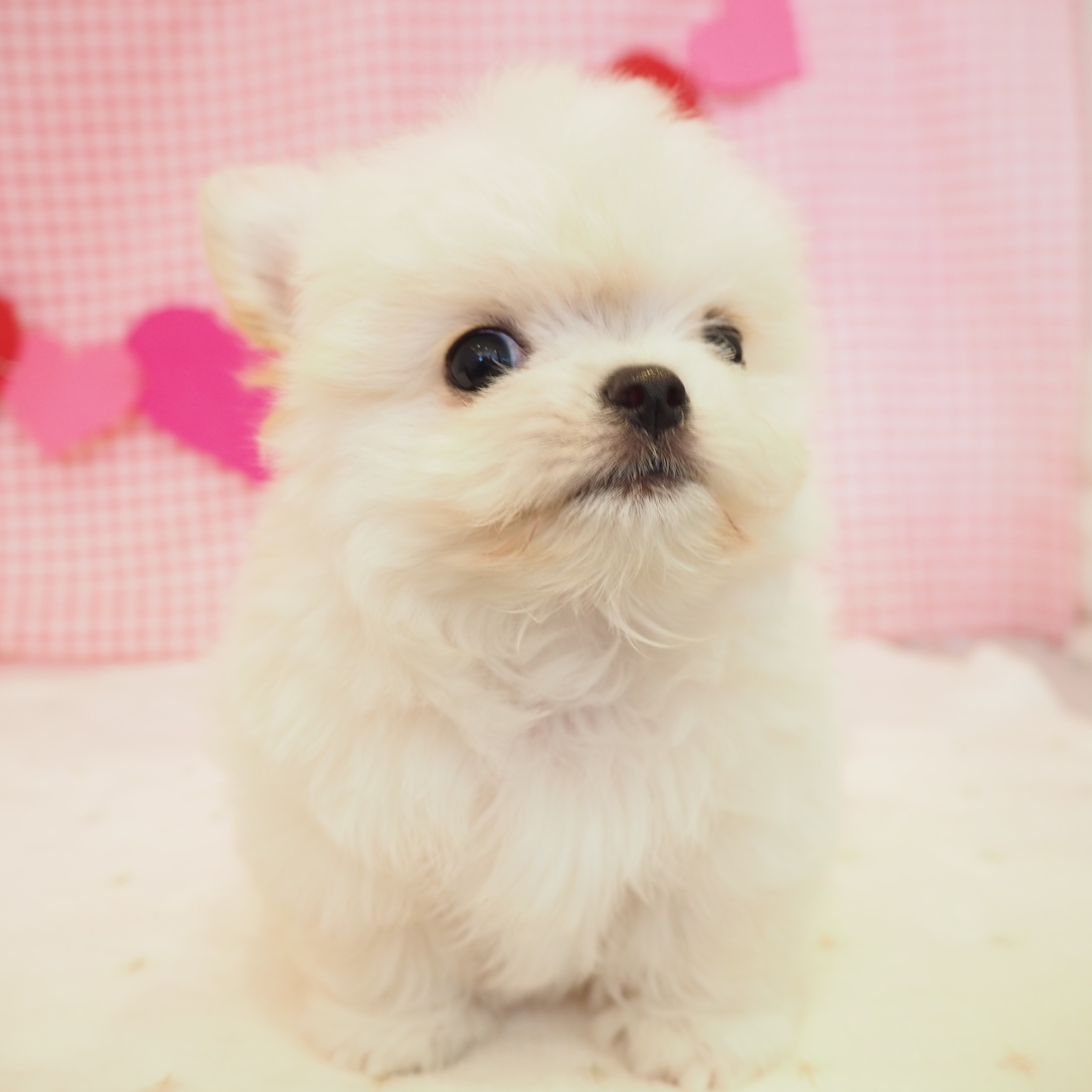 大阪府のチワマル/マルチワ(チワワ×マルチーズ) (犬の家＆猫の里もりのみやキューズモールBASE店/2025年8月24日生まれ/男の子/ホワイト)の子犬の4枚目の画像