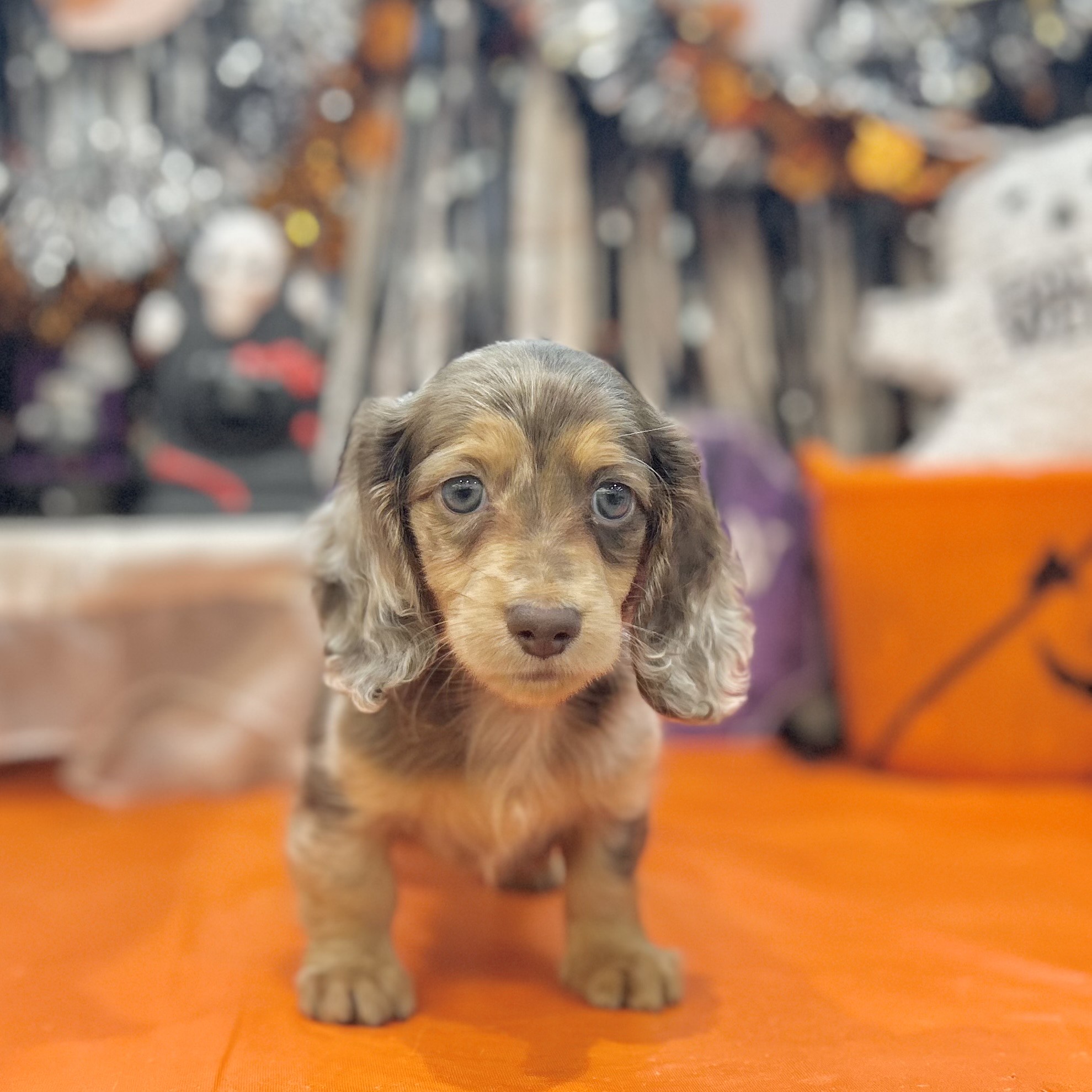 岡山県のミニチュアダックスフンド(ロング) (犬の家&猫の里倉敷店/2025年8月23日生まれ/男の子/チョコレートダップル)の子犬の4枚目の画像