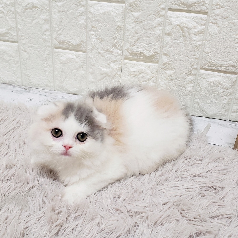 岡山県のスコティッシュフォールド (犬の家＆猫の里岡山店/2025年8月22日生まれ/女の子/ダイリュートキャリコ)の子猫の4枚目の画像