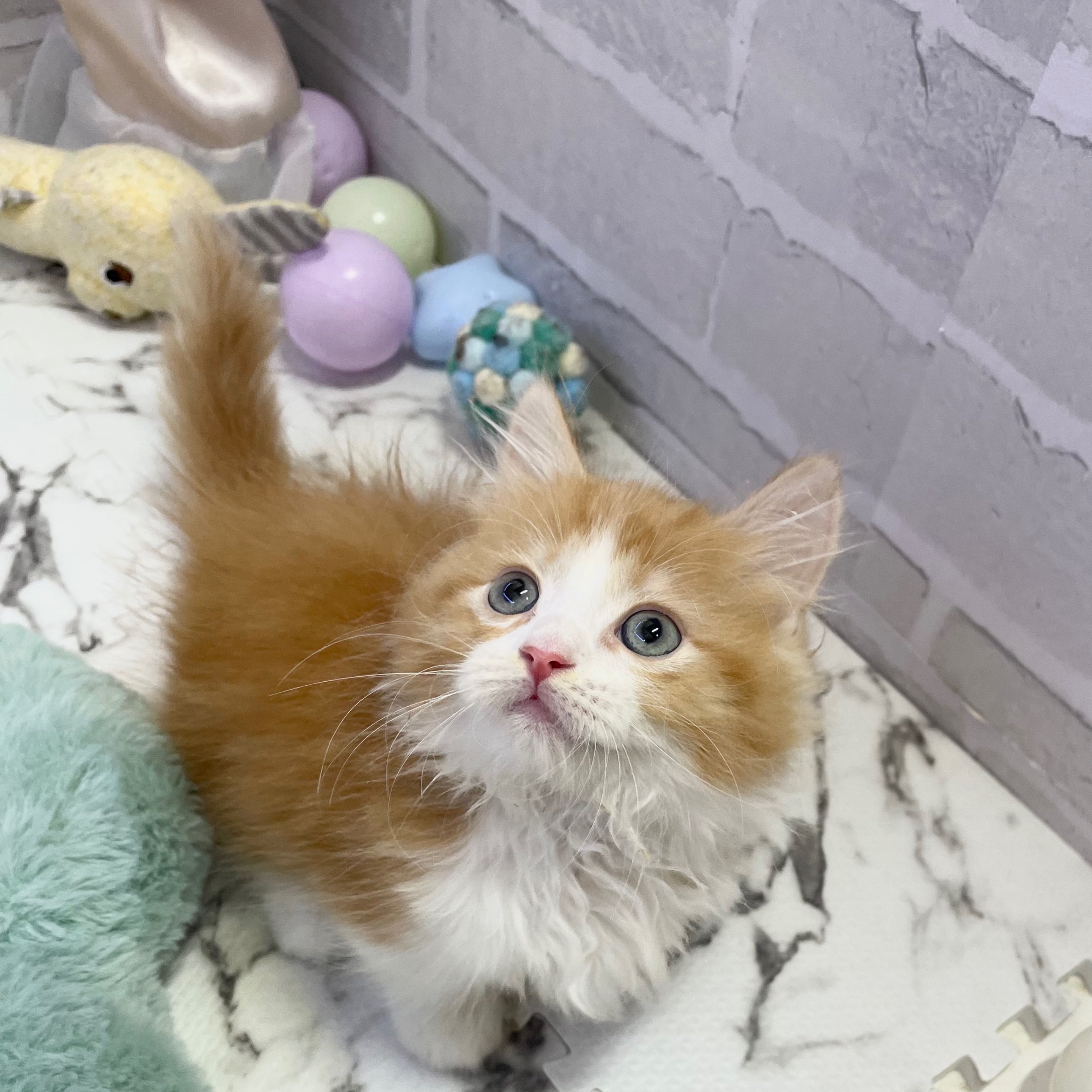 愛知県のミヌエット (犬の家＆猫の里岡崎店/2025年8月22日生まれ/女の子/レッドタビーホワイト)の子猫の4枚目の画像