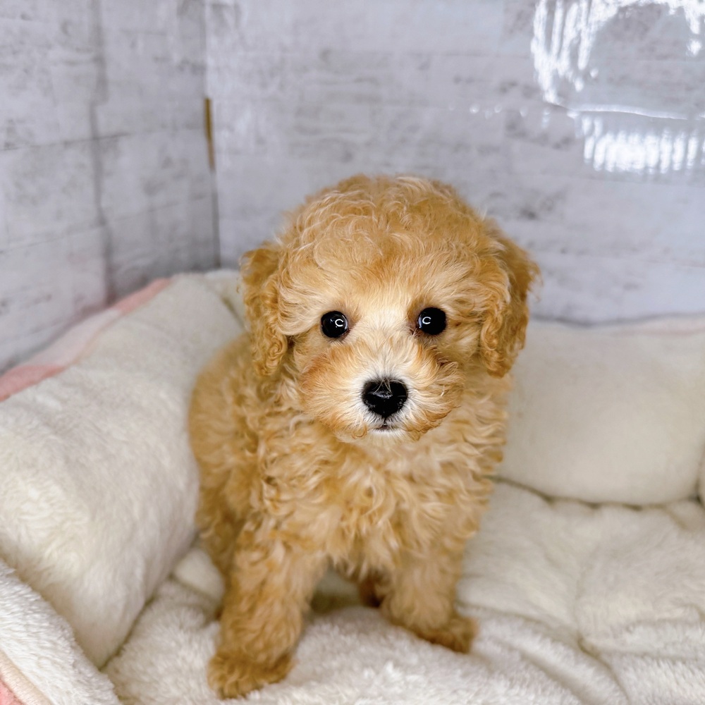 長野県のトイプードル(トイ) (犬の家＆猫の里塩尻店/2025年8月23日生まれ/女の子/アプリコット)の子犬の1枚目の画像