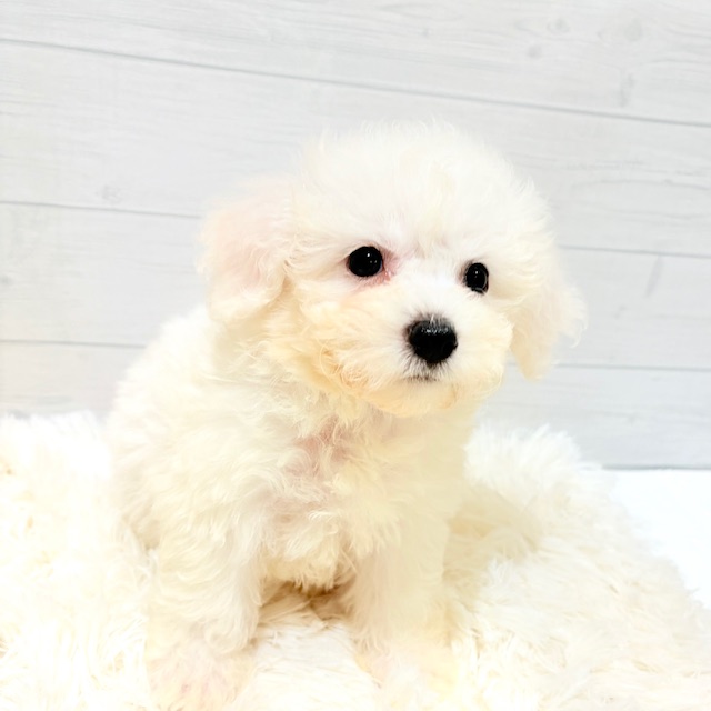 愛知県のビションプー(ビションフリーゼ×プードル) (犬の家&猫の里豊田店/2025年8月24日生まれ/女の子/ホワイト)の子犬の4枚目の画像