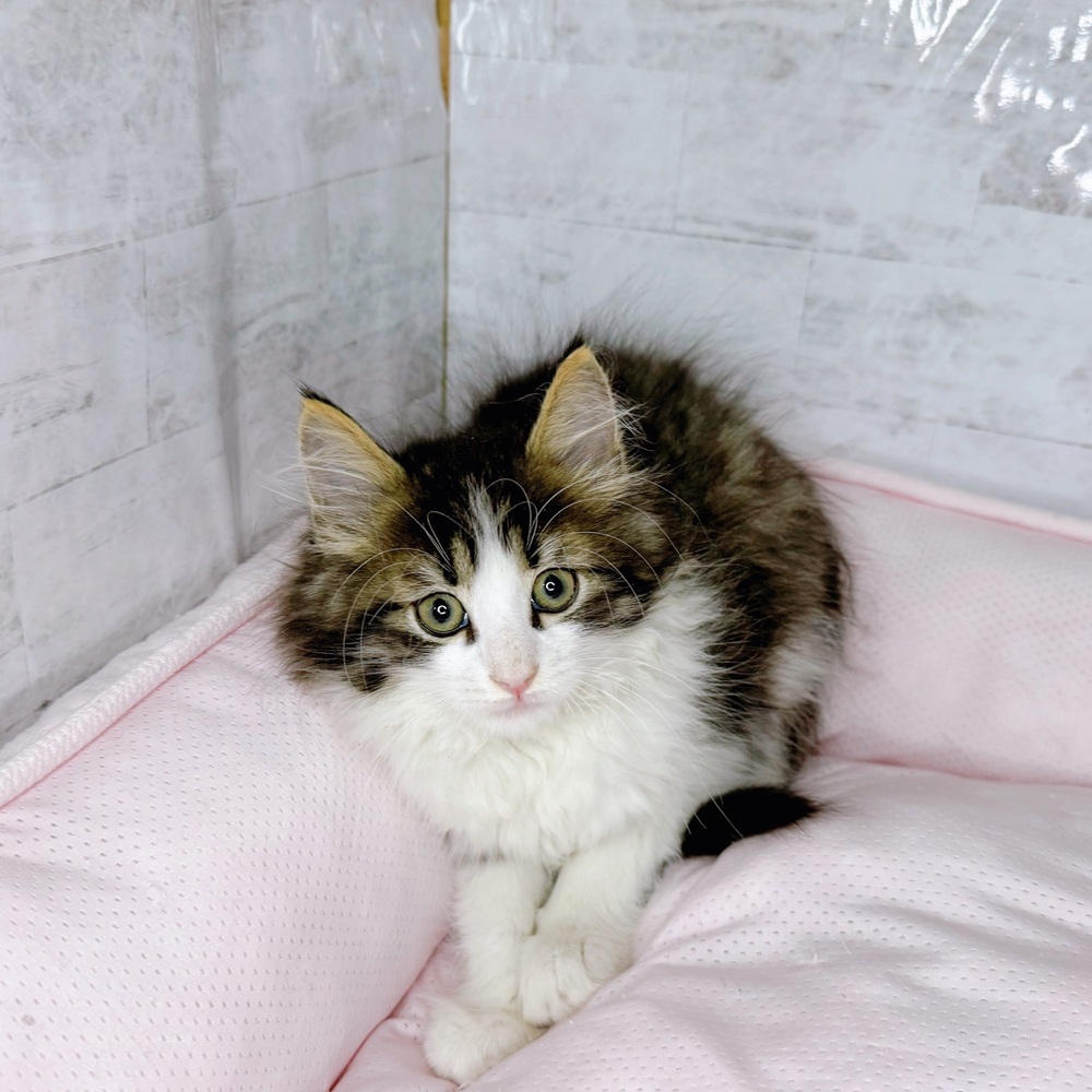 岐阜県のノルウェージャンフォレストキャット (犬の家＆猫の里カラフルタウン岐阜店/2025年8月20日生まれ/男の子/ブラウンタビーホワイト)の子猫の4枚目の画像