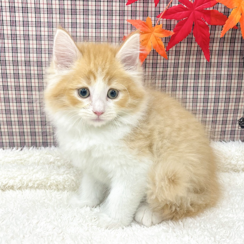 愛知県のノルウェージャンフォレストキャット (犬の家＆猫の里エアポートウォーク店/2025年8月20日生まれ/男の子/レッドタビーホワイト)の子猫の4枚目の画像