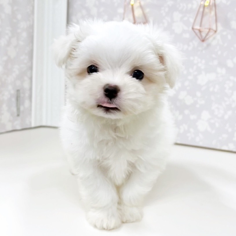 富山県のマルチーズ (犬の家＆猫の里アミーゴ高岡蓮花寺店/2025年8月20日生まれ/女の子/ホワイト)の子犬の4枚目の画像