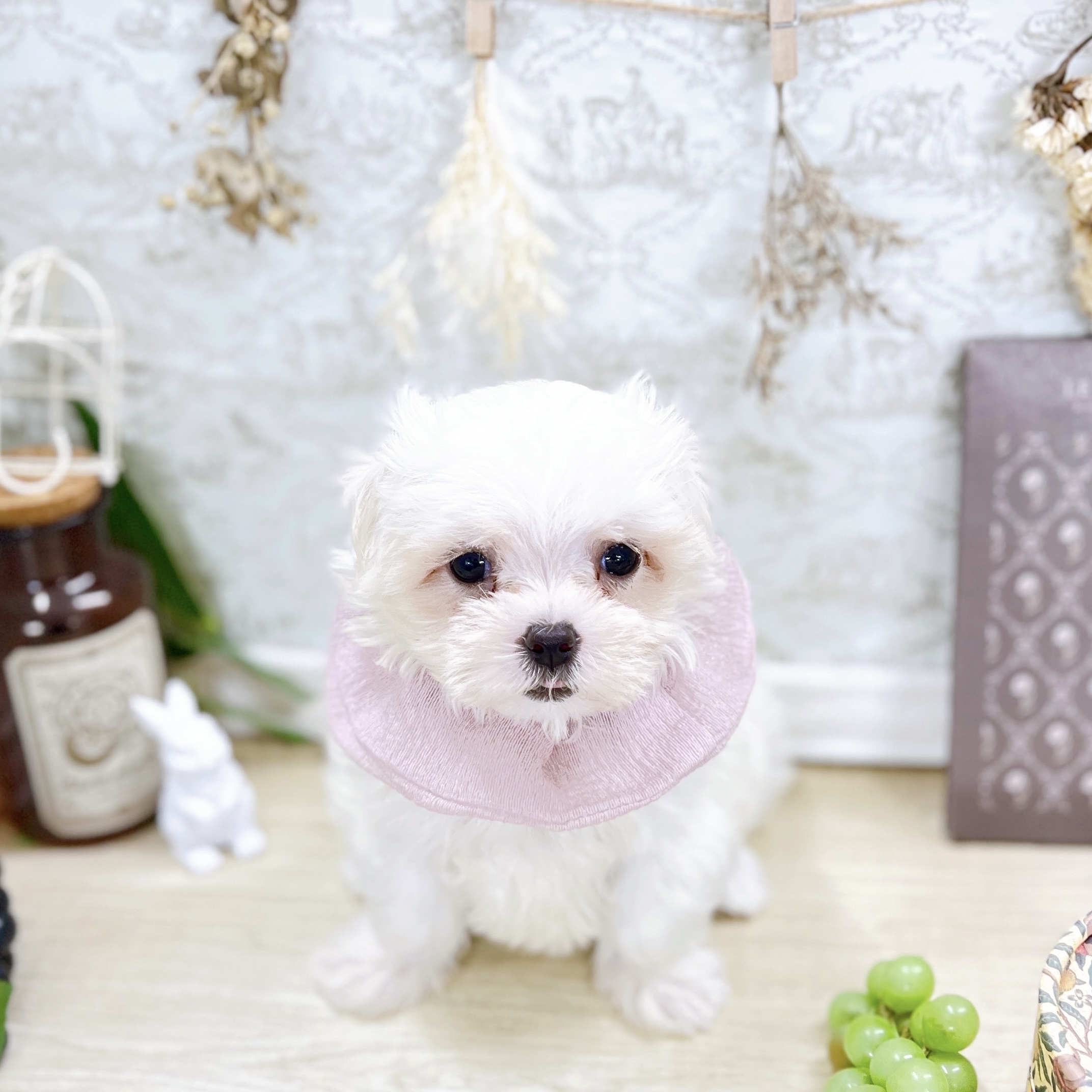 福井県のマルチーズ (犬の家＆猫の里アミーゴ福井大和田店/2025年8月20日生まれ/女の子/ホワイト)の子犬