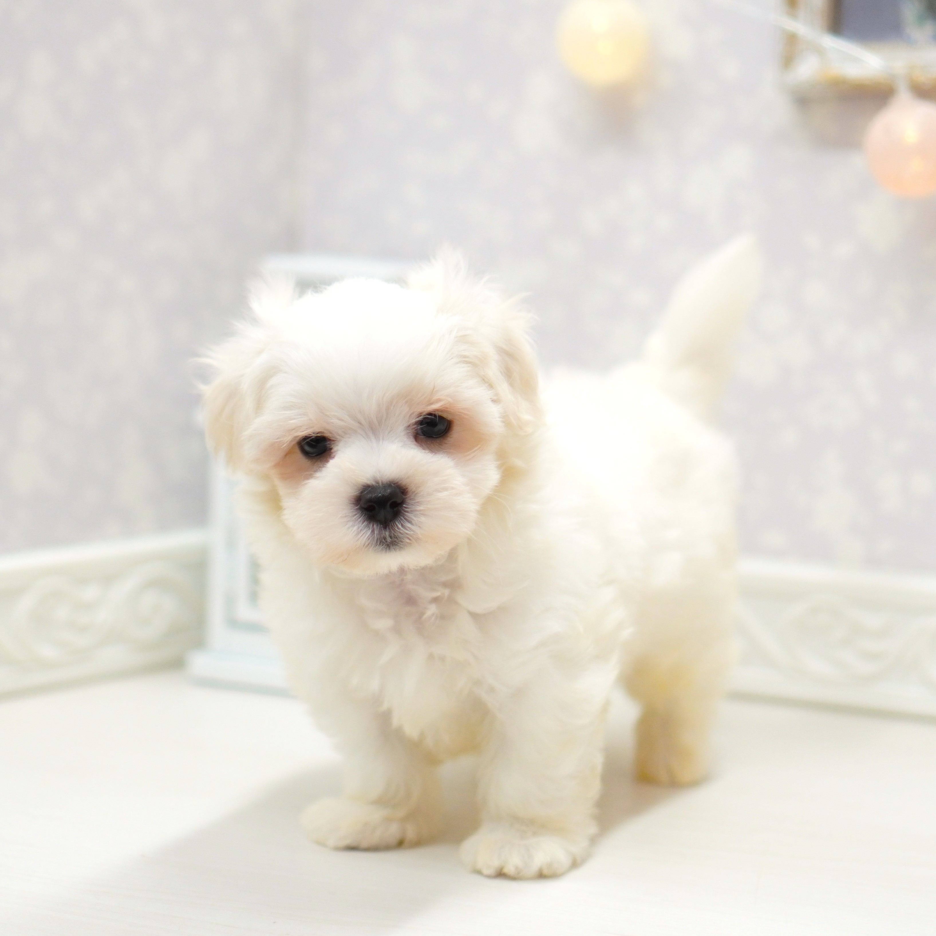 富山県のマルチーズ (犬の家＆猫の里アミーゴ山室店/2025年8月20日生まれ/男の子/ホワイト)の子犬の4枚目の画像