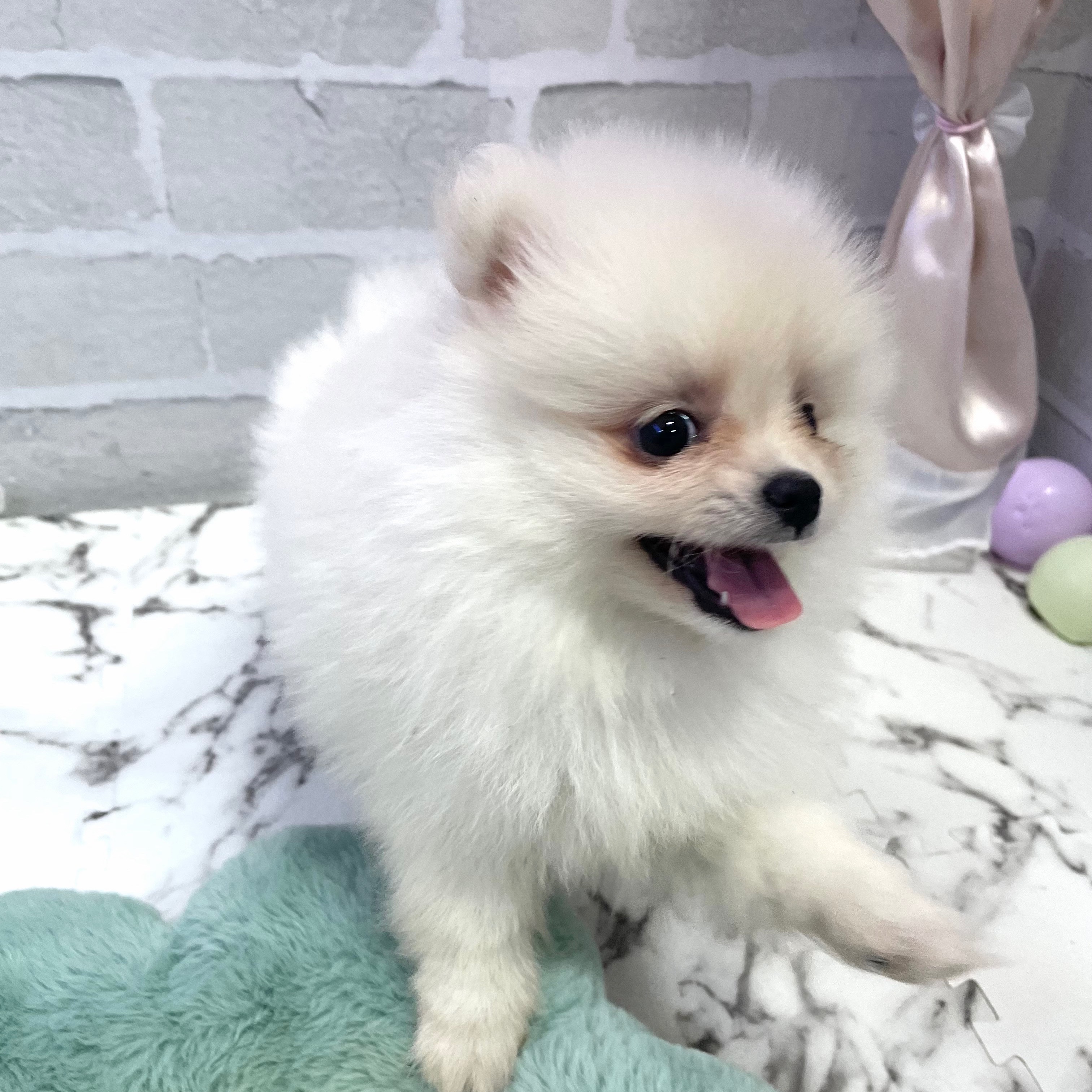 静岡県のポメラニアン (犬の家＆猫の里プレ葉ウォーク浜北店/2025年8月19日生まれ/女の子/クリーム)の子犬の4枚目の画像