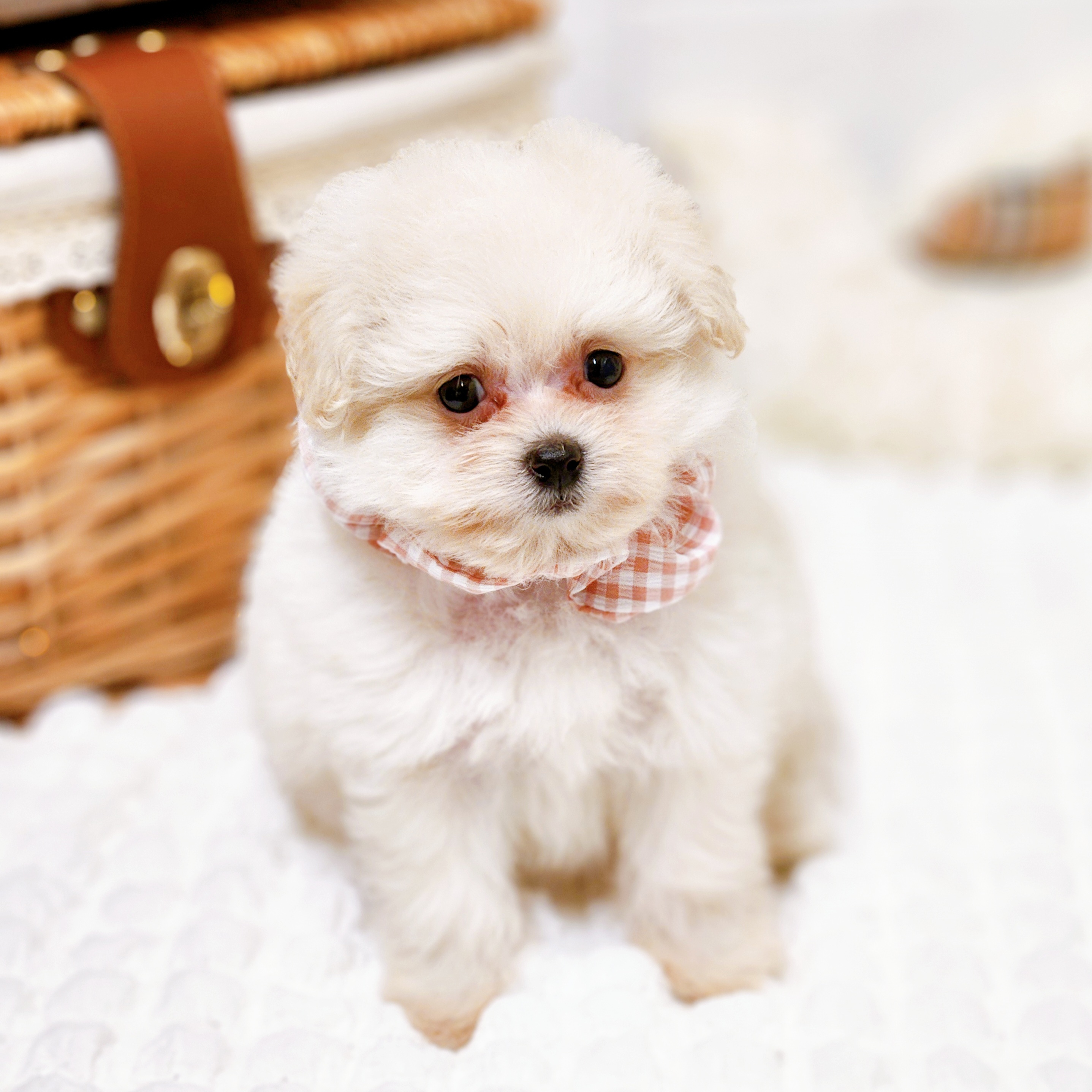 滋賀県のポメプー(ポメラニアン×プードル) (犬の家＆猫の里近江八幡店/2025年8月21日生まれ/女の子/クリーム)の子犬の4枚目の画像