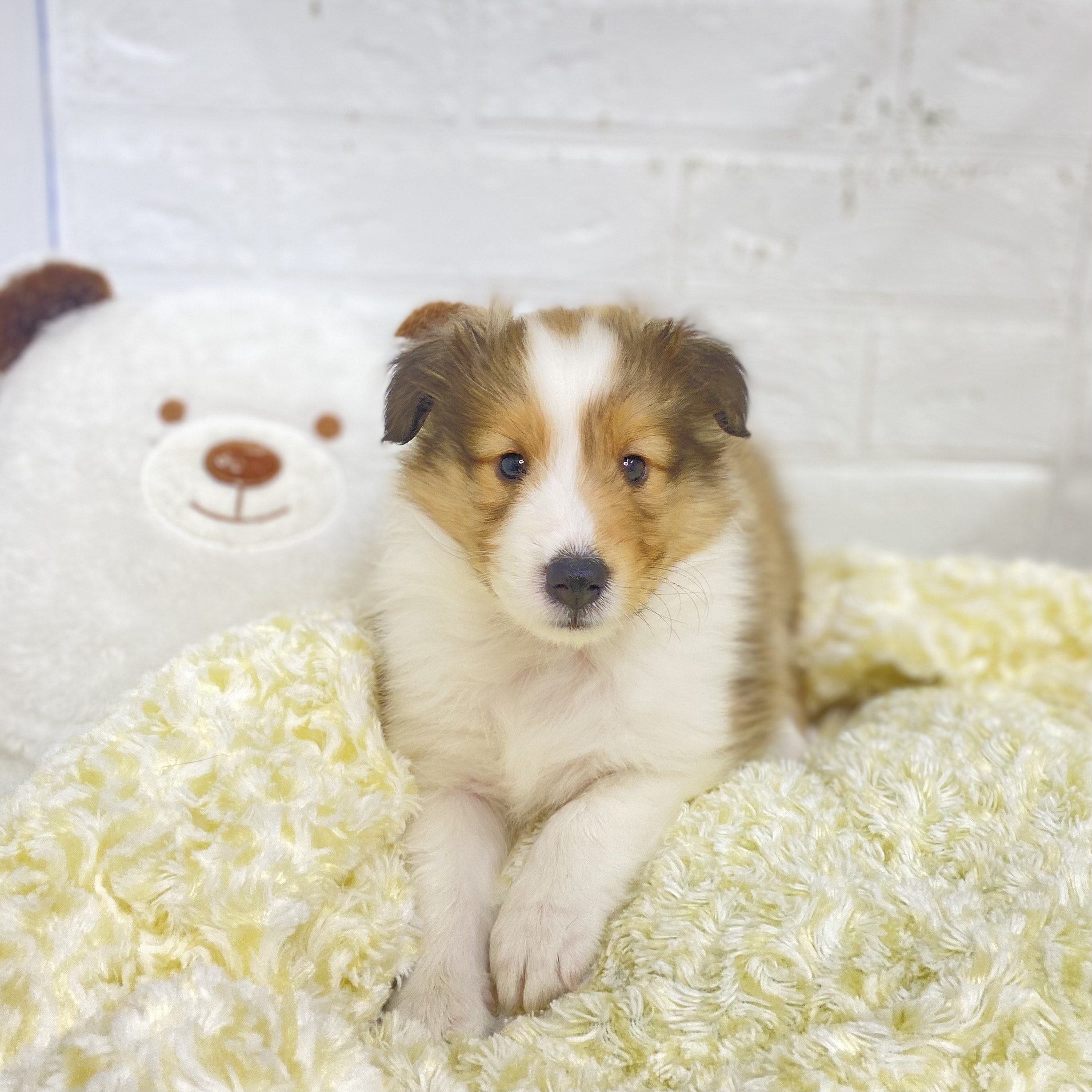 長野県のシェットランドシープドッグ (犬の家&猫の里長野店/2025年8月25日生まれ/女の子/セーブルホワイト)の子犬の4枚目の画像